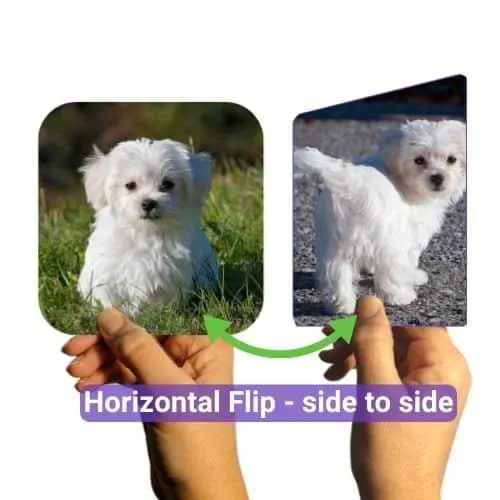 Two images of a small white dog, one upright and one rotated, held by hands. Text indicates a horizontal flip.