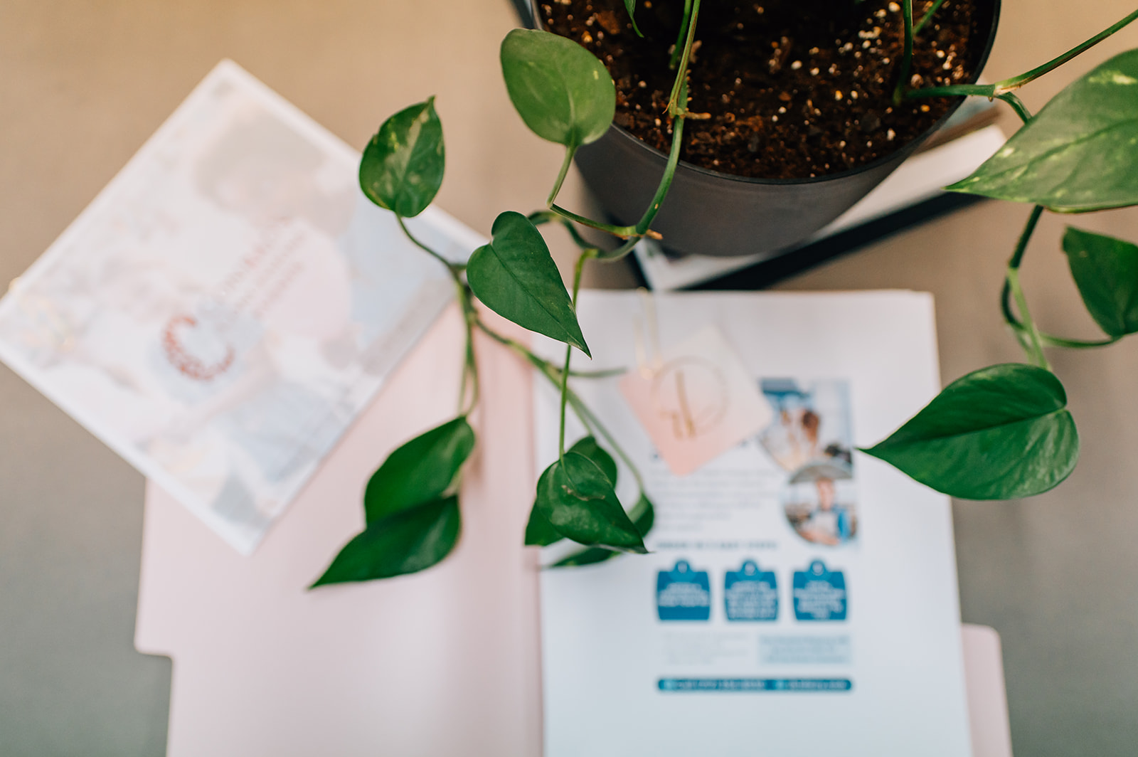 Potted plant with green leaves on a table, with papers and documents underneath, viewed from above.