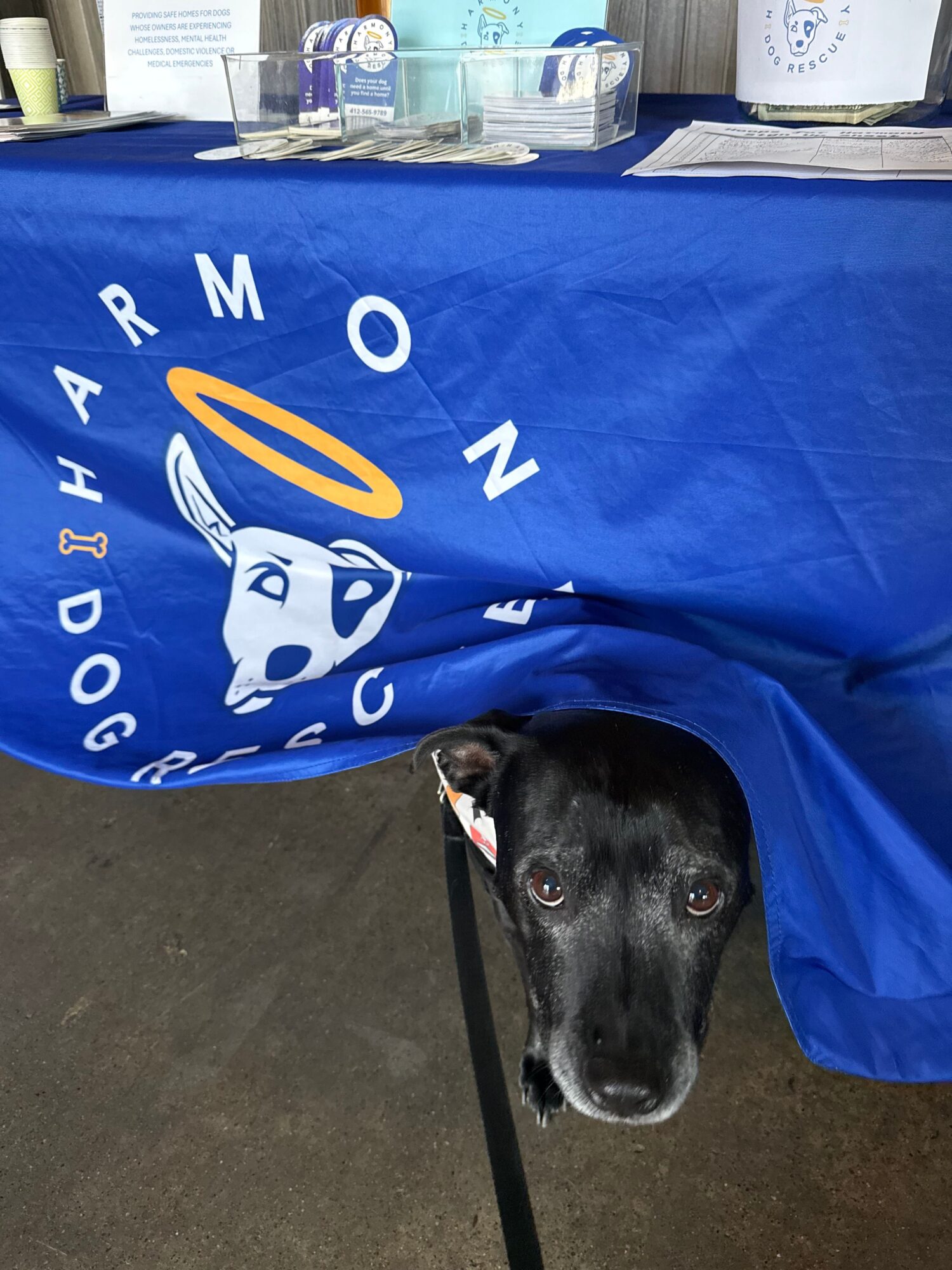 Black dog wearing a blue hoodie with white and yellow logo, sitting on a dark surface.