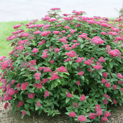 Large bush with pink flowers and green leaves, outdoors in a garden or field.