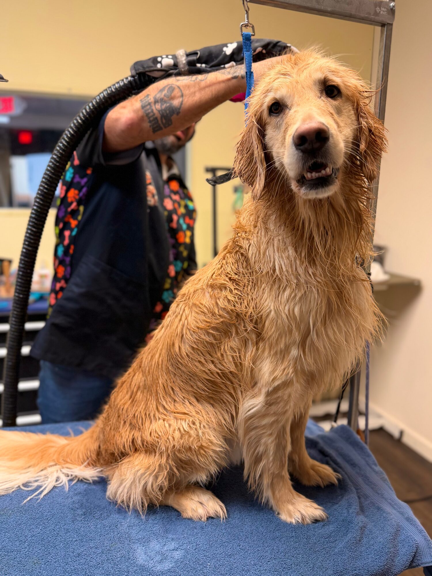 Wet golden retriever dog sitting on a table, being groomed by a person with tattoos, in a grooming salon.