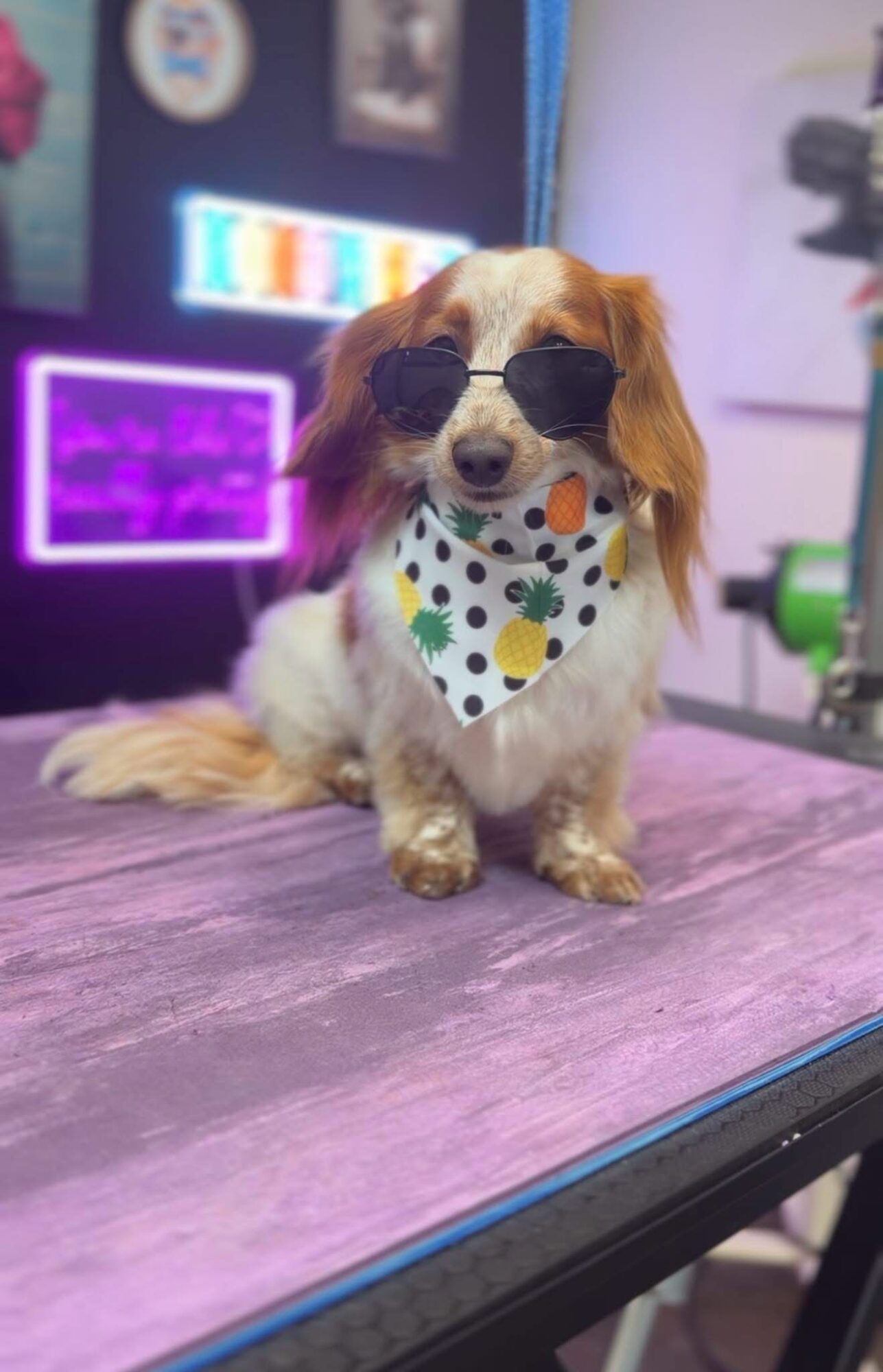Small dog wearing sunglasses and a polka dot bandana, sitting on a pink surface with colorful neon signs in background.