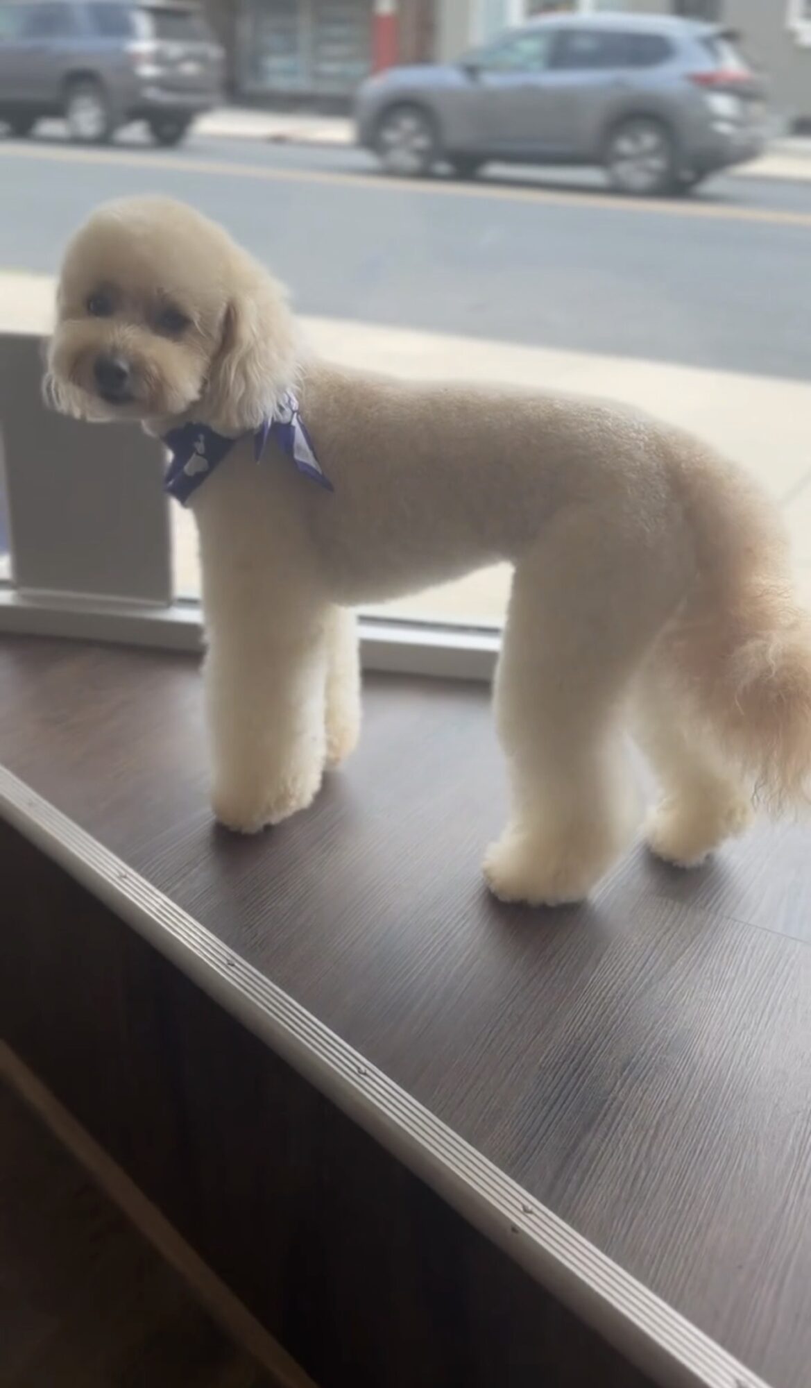 Dog with a bandana standing on a windowsill, with cars passing outside, facing left.