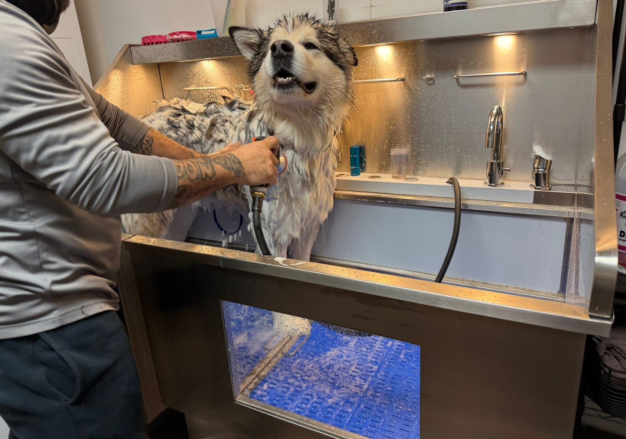 Person bathing a dog in a stainless steel sink with a blue mat, faucet, and soap dispenser visible.