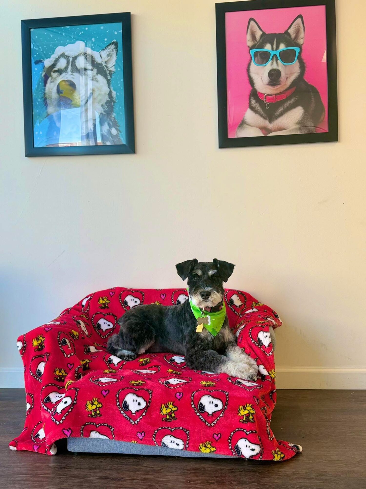 Small dog with black and white fur wearing a green bandana, sitting on a red blanket with white and pink hearts, in front of a plain wall with two framed dog portraits.
