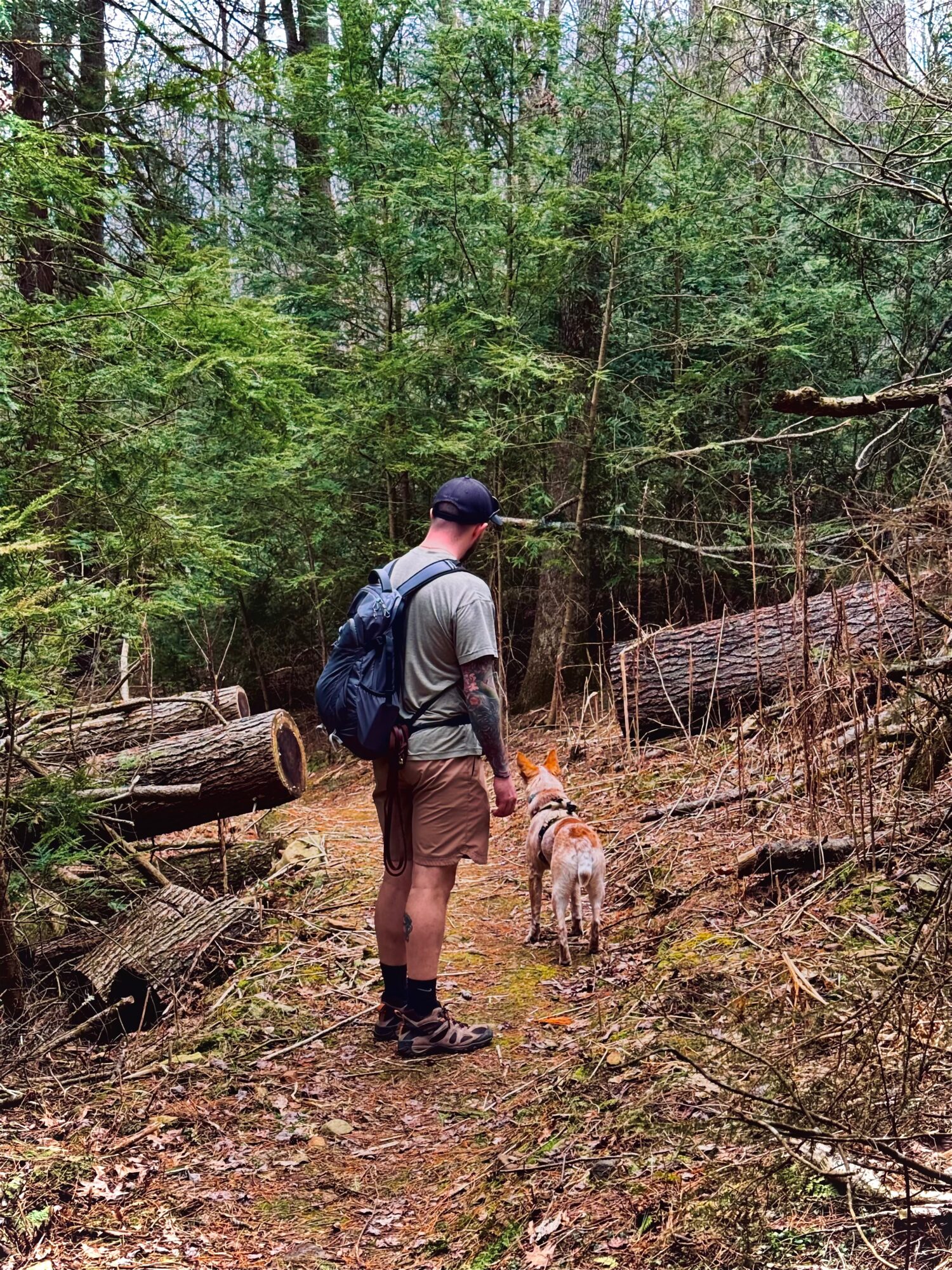 Person with backpack walking a dog on a forest trail surrounded by trees and fallen logs.