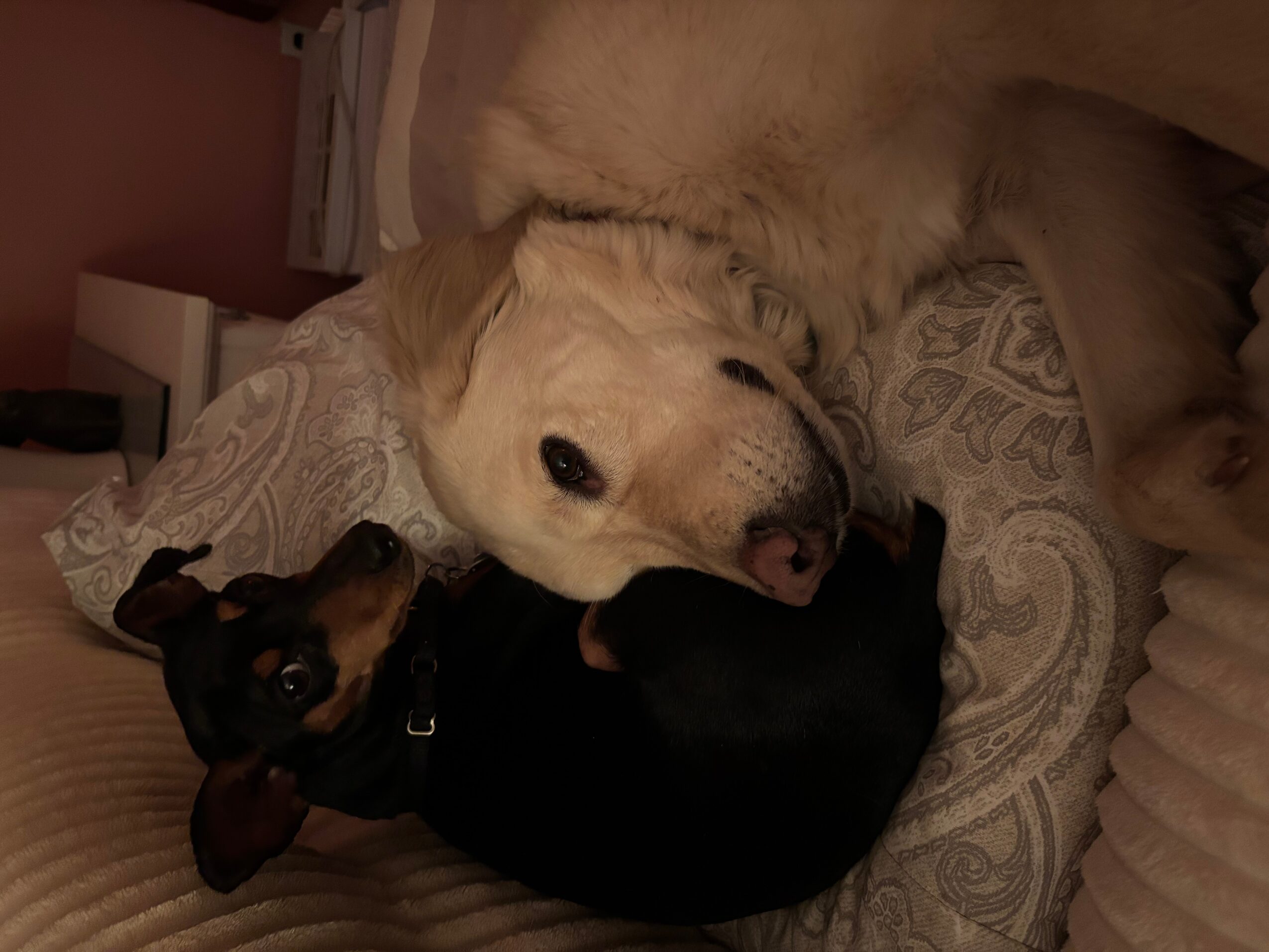 Two dogs lying on a bed, one large and light-colored, the other small and black, resting together.