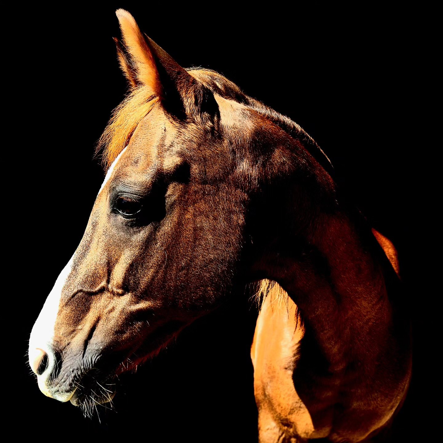Close-up of a horse's head and neck against a black background.