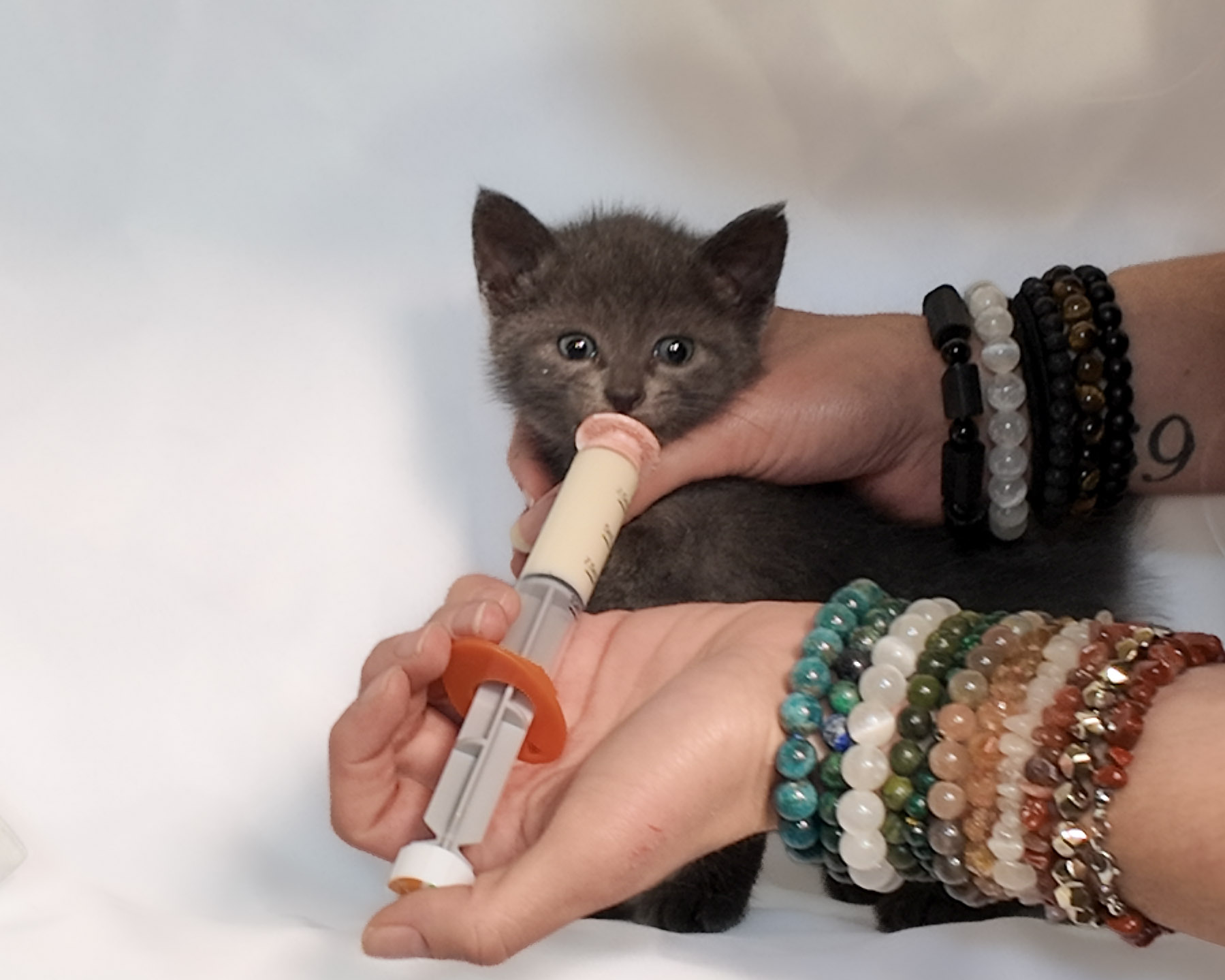 Person holding a gray kitten with a syringe in its mouth, wearing multiple bracelets on both wrists.