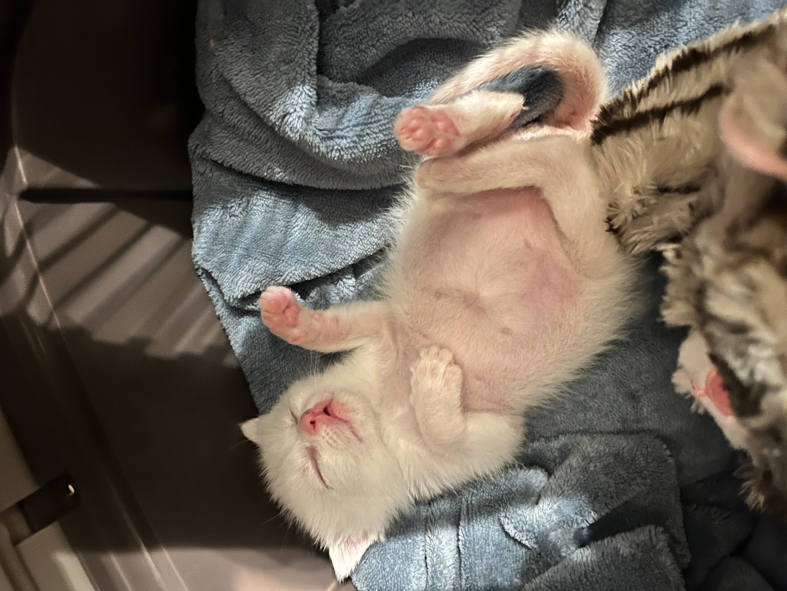 A small kitten lying on its back on a person's lap, with eyes closed and paws relaxed.