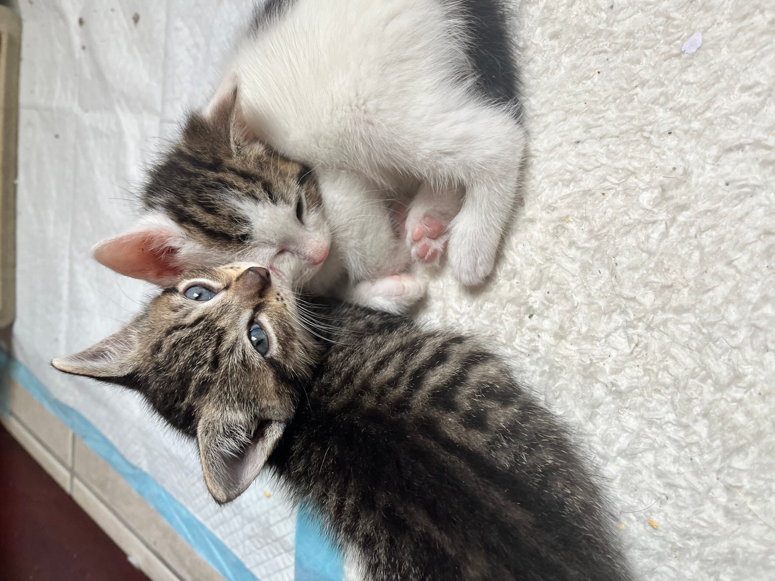 Two kittens, one with tabby fur and the other mostly white, cuddle on a light-colored surface.