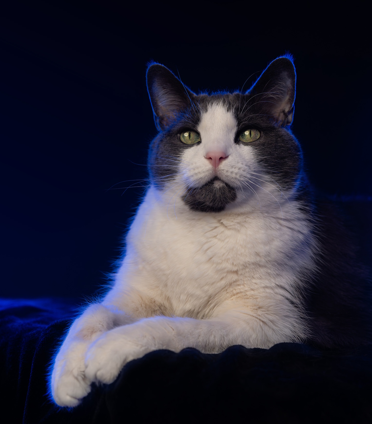 Black and white cat with green eyes resting on a dark surface, illuminated by blue light, facing forward.
