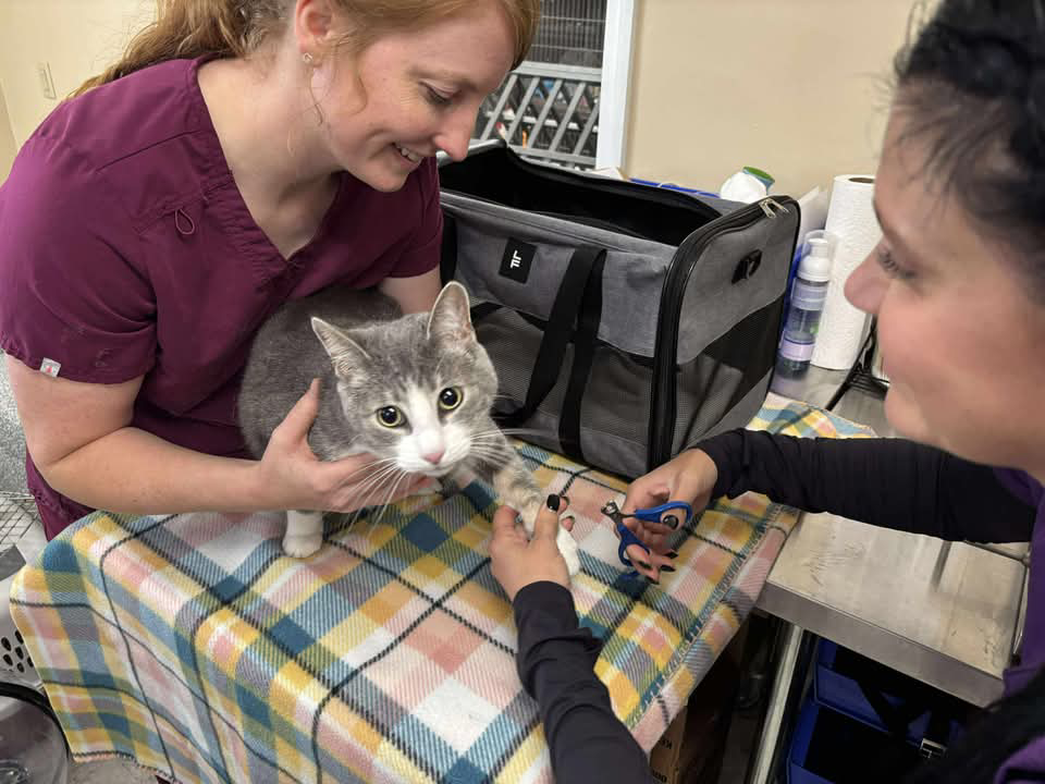 Two women hold a gray and white cat on a checkered table, with medical supplies nearby, in a clinical setting.