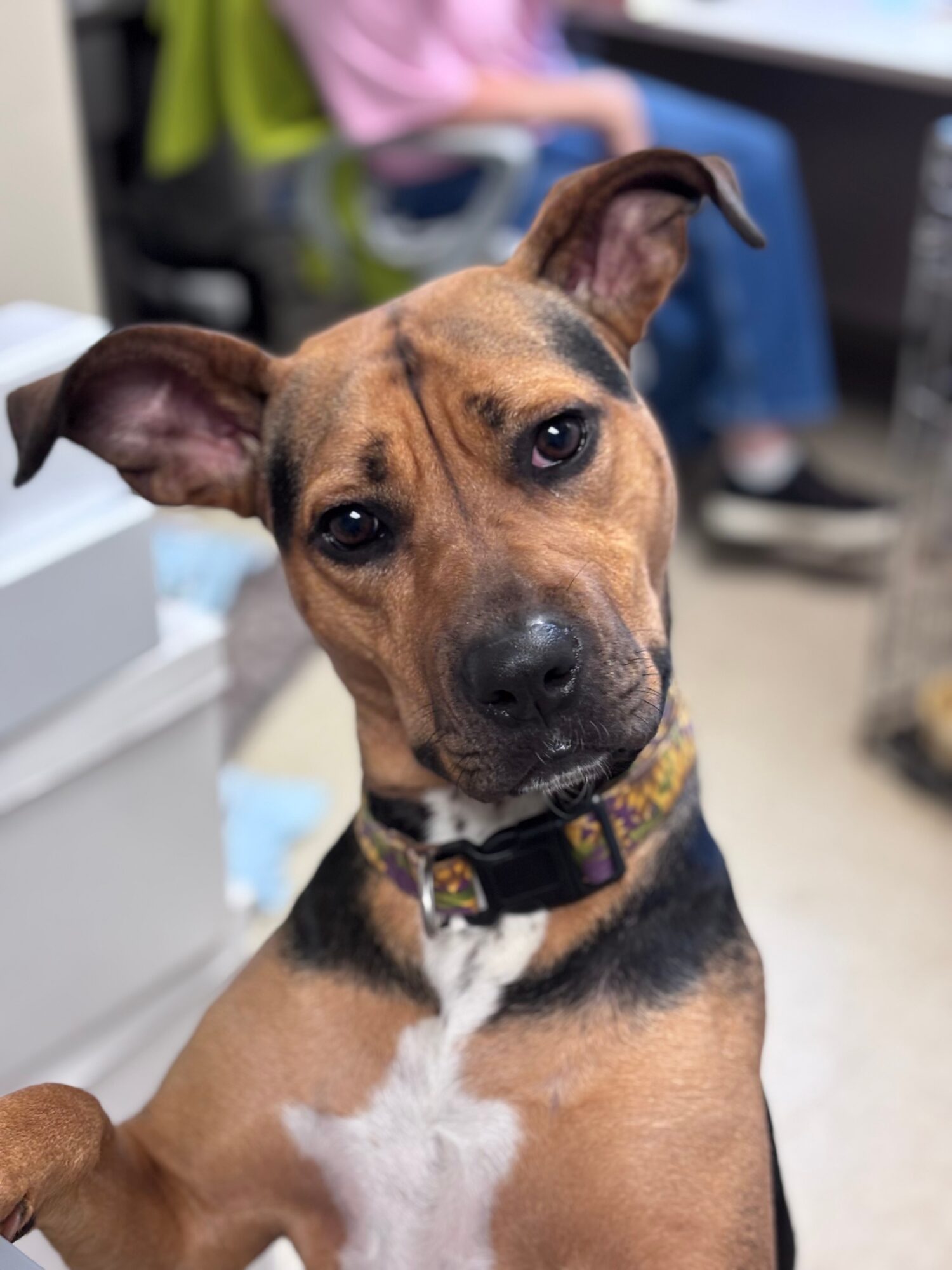 Dog with a curious expression, ears perked, sitting indoors with blurred background, collar visible.
