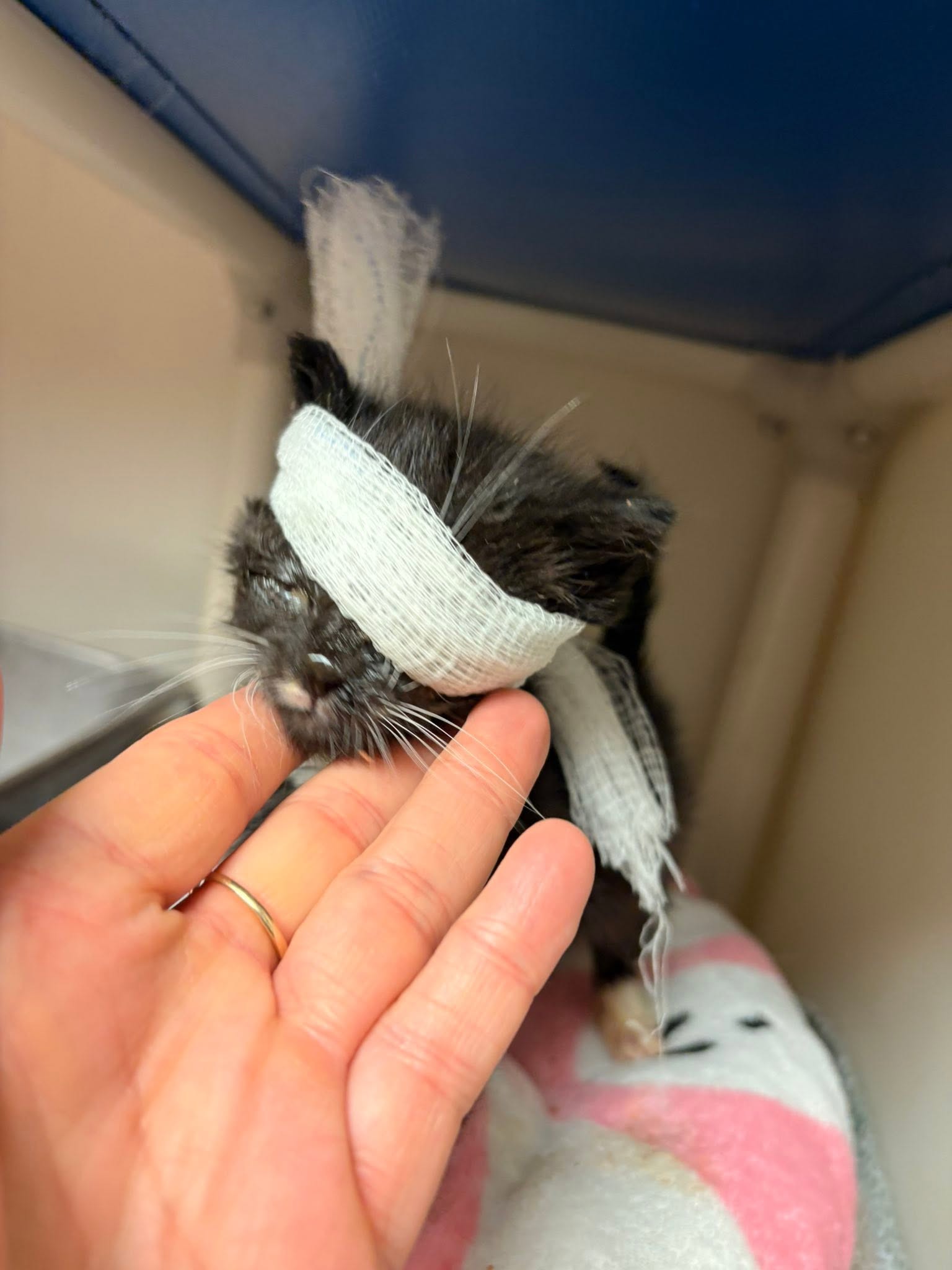 Small black kitten with bandage on head, held gently by a person's hand, in a cozy indoor setting.