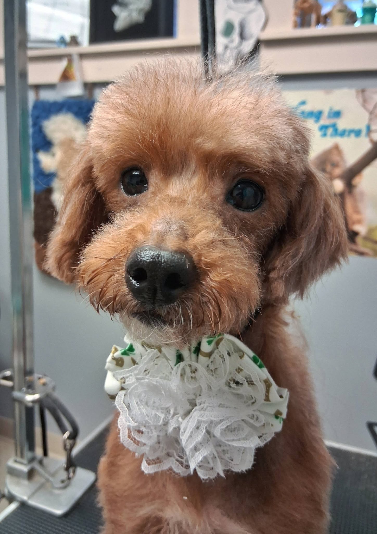 Small brown puppy with a white lace collar, looking at the camera indoors.