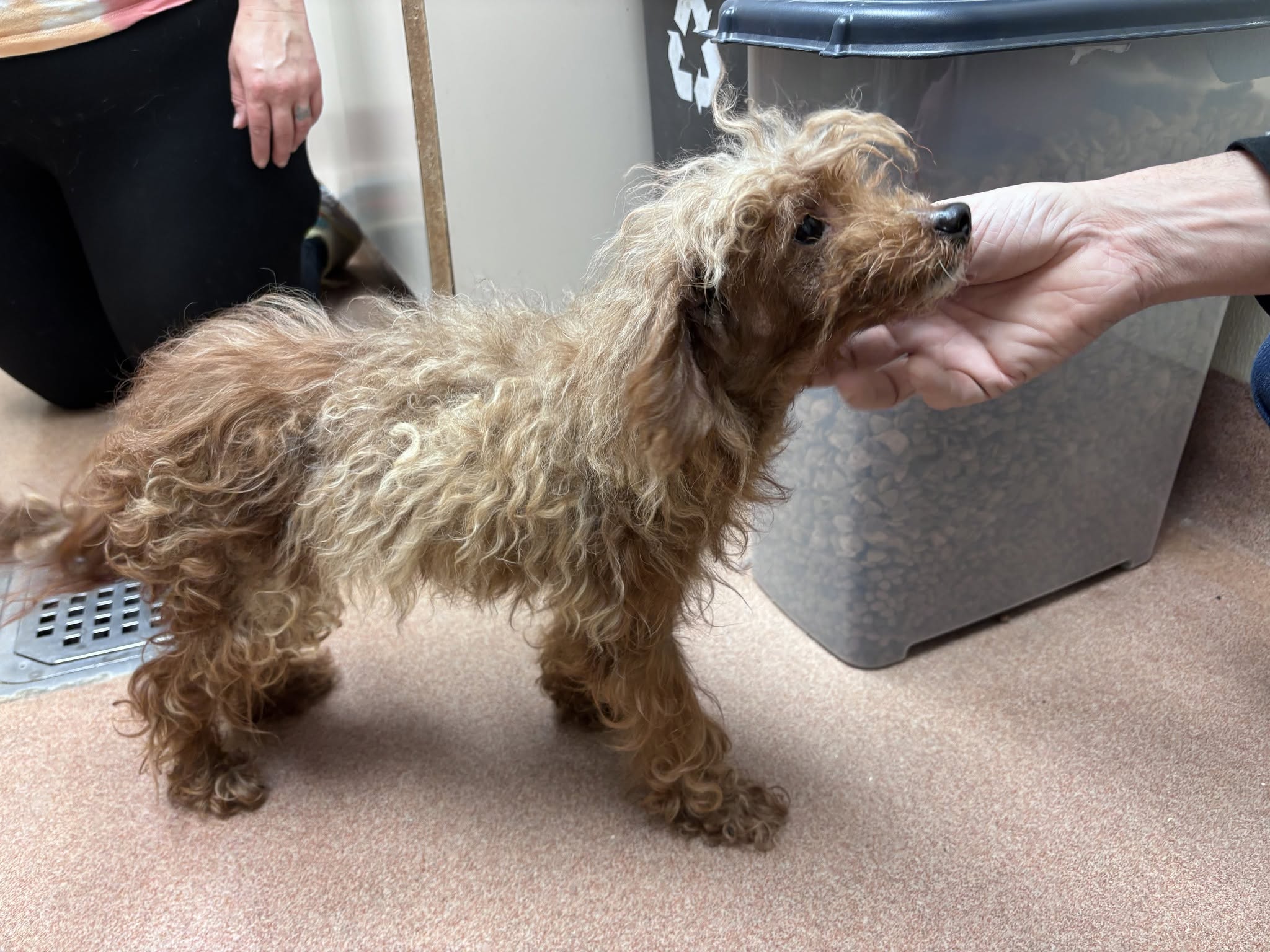 Small curly-haired dog being gently held by a person, indoors on a carpeted floor.