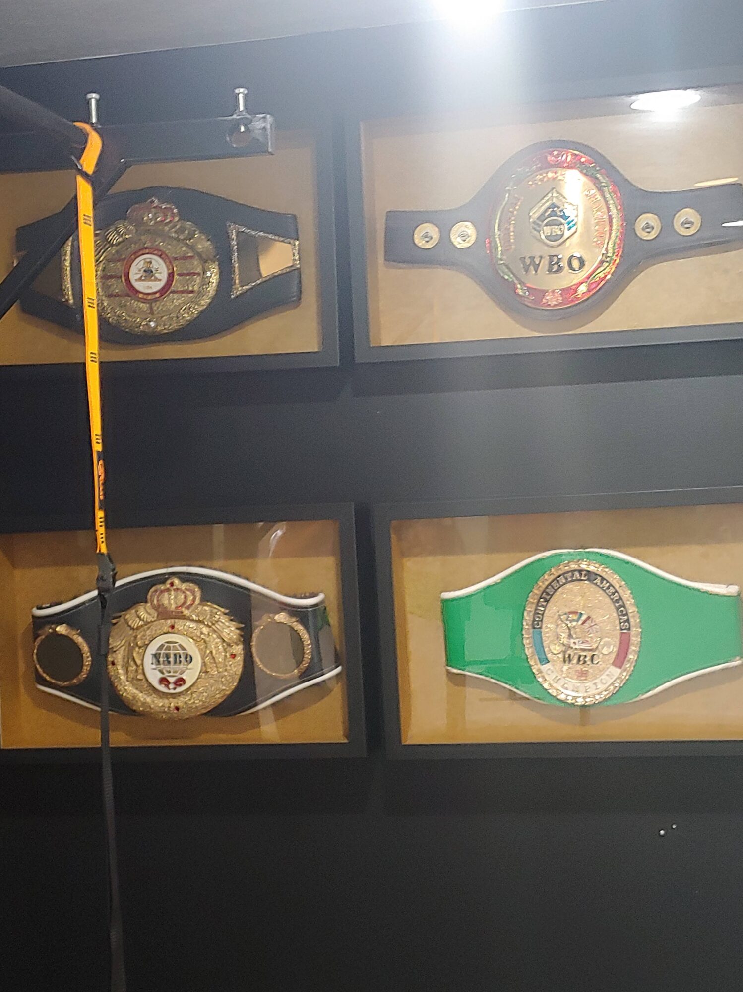 Four boxing championship belts displayed in glass cases, with a yellow barrier in front, and a black background.