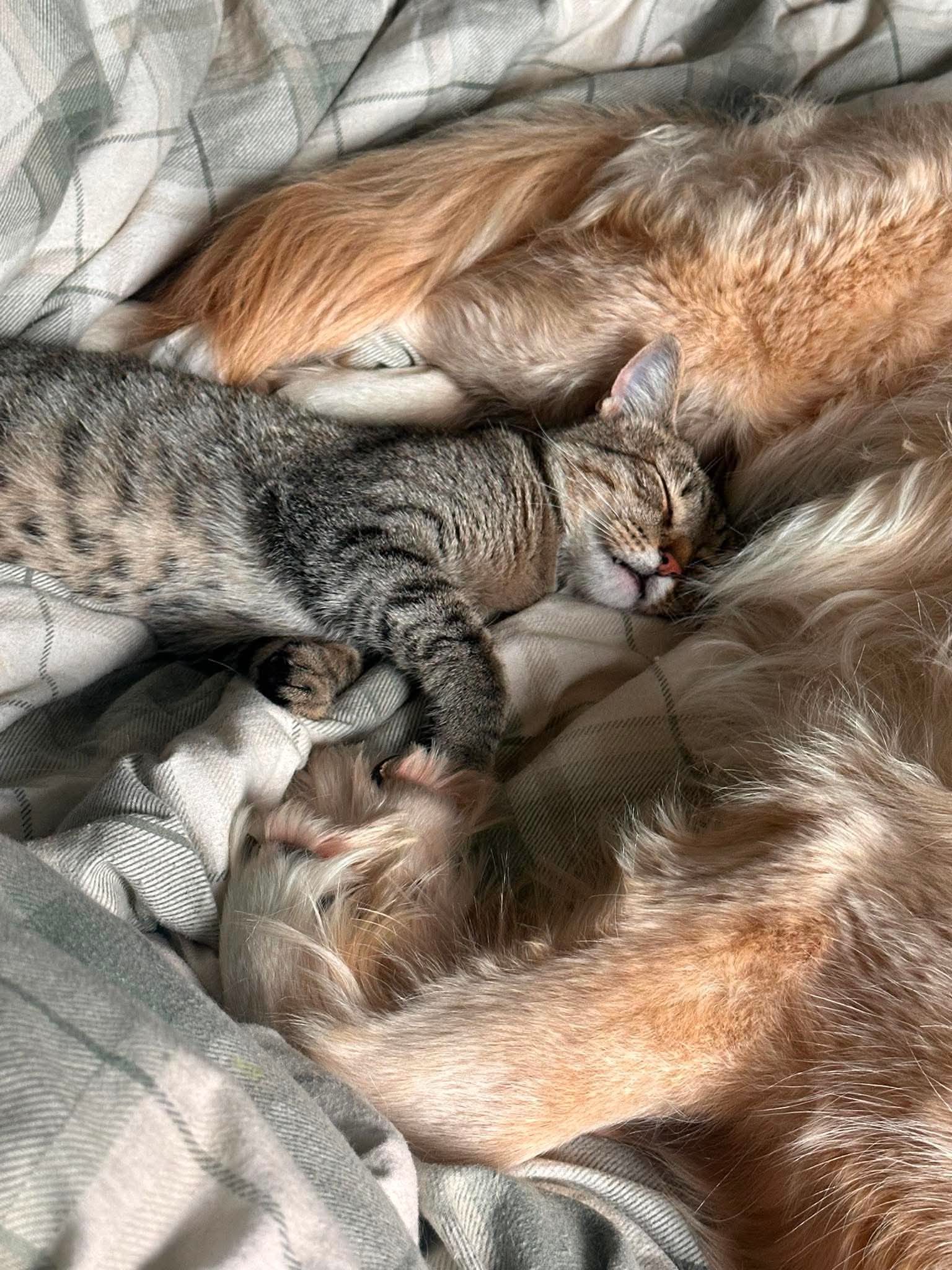 Two cats, one gray striped and one orange, are cuddling and sleeping together on a bed with patterned sheets.