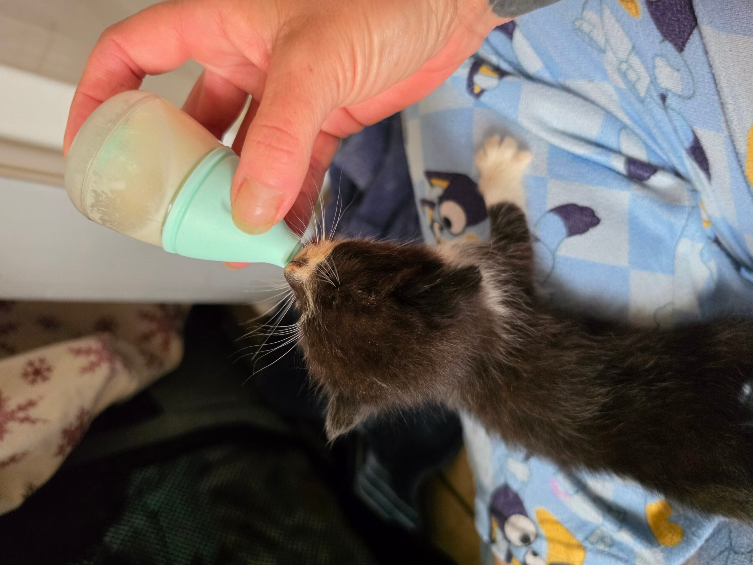 Person administering eye drops to a black kitten, holding the bottle near its eye, with a person wearing a blue patterned shirt.