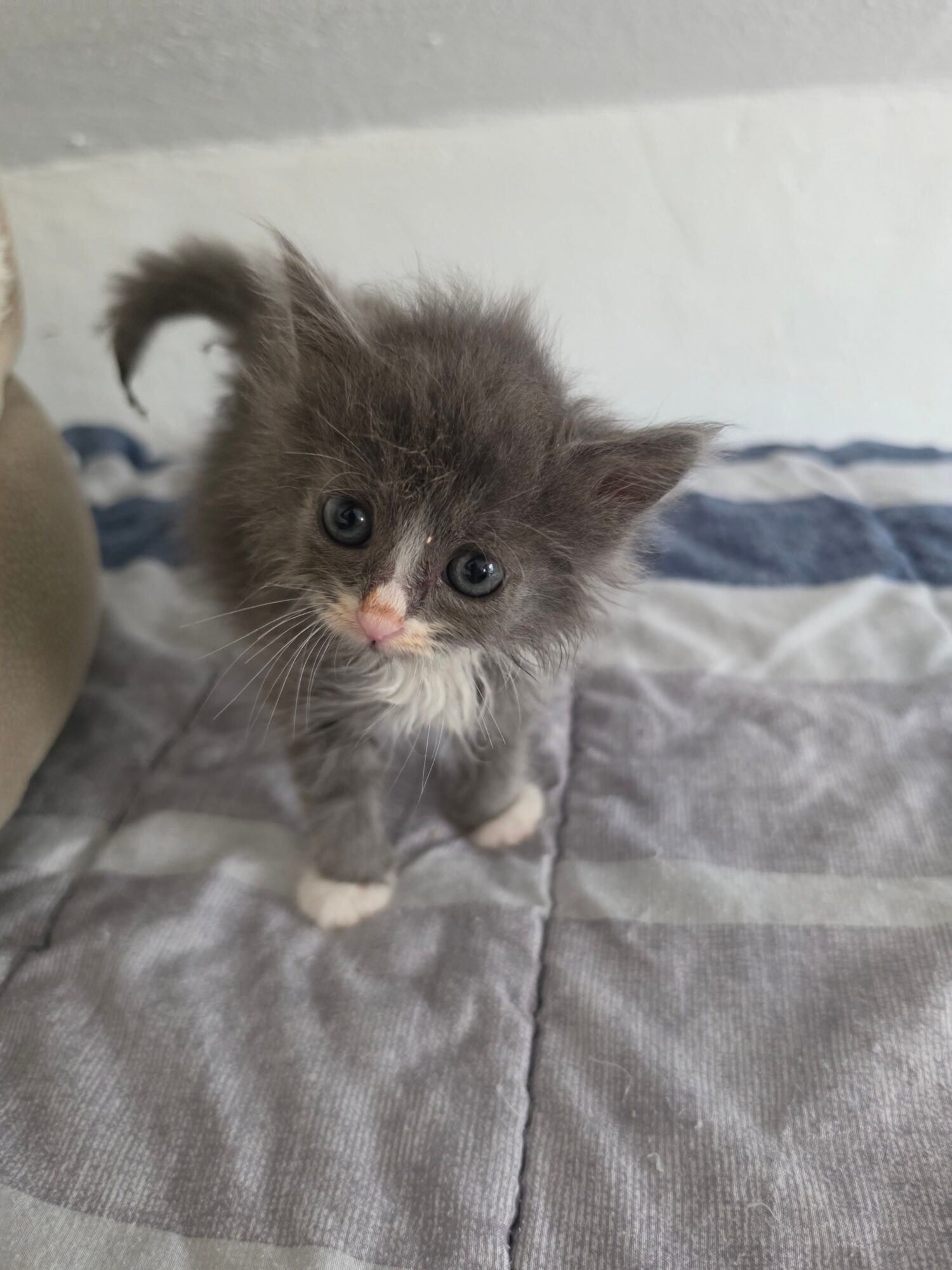 Gray and white kitten looking up, standing on a bed with a striped blanket, facing the camera.