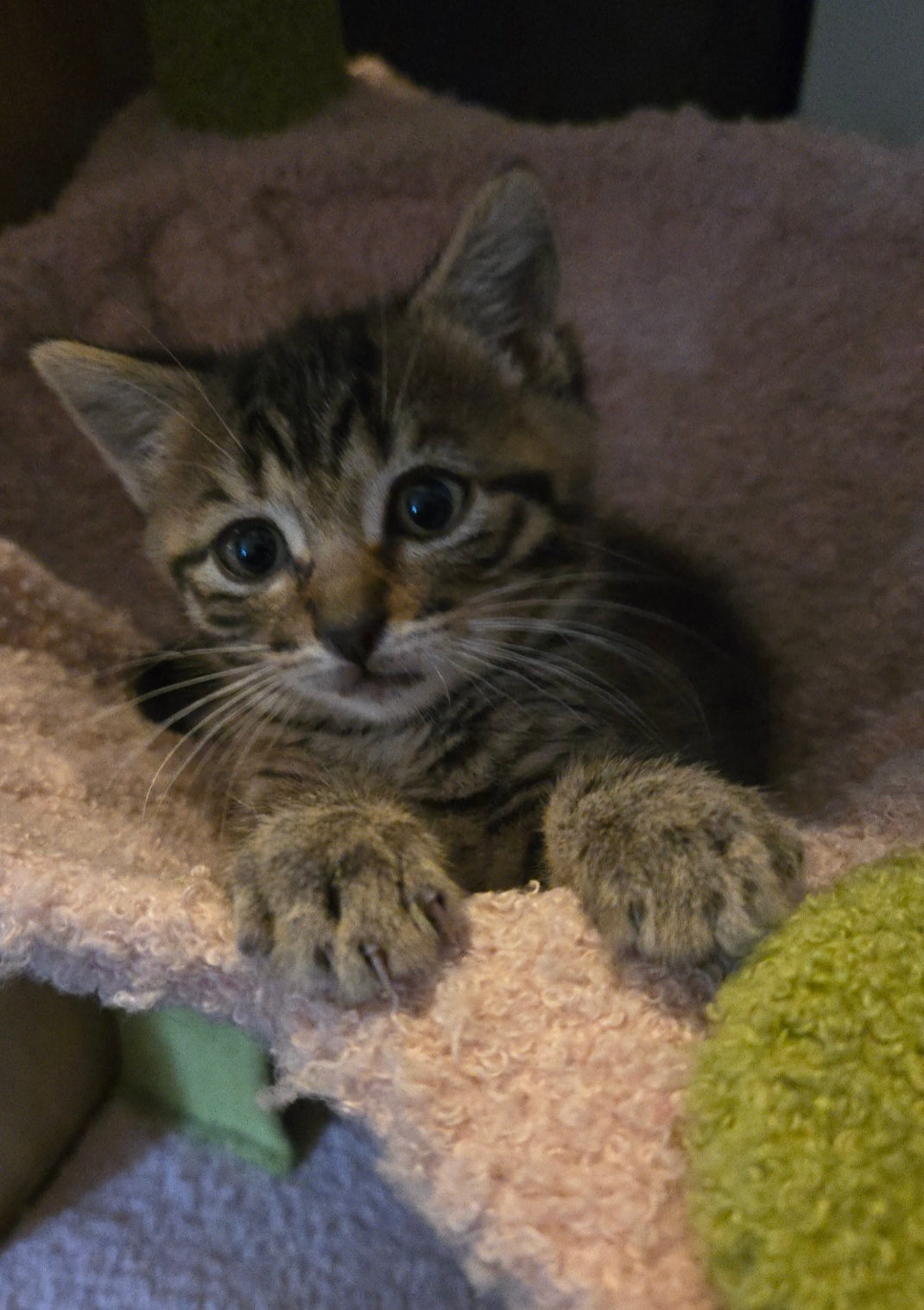 Young tabby kitten with big eyes lying on a soft pink blanket, paws stretched forward, looking at the camera.