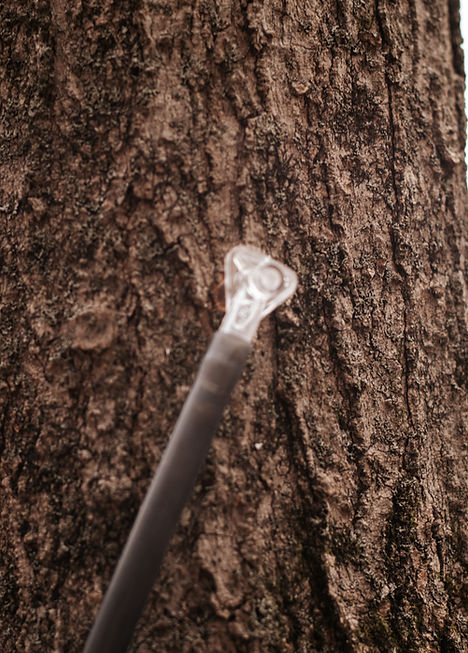 Close-up of tree bark with a lit cigarette resting against it.