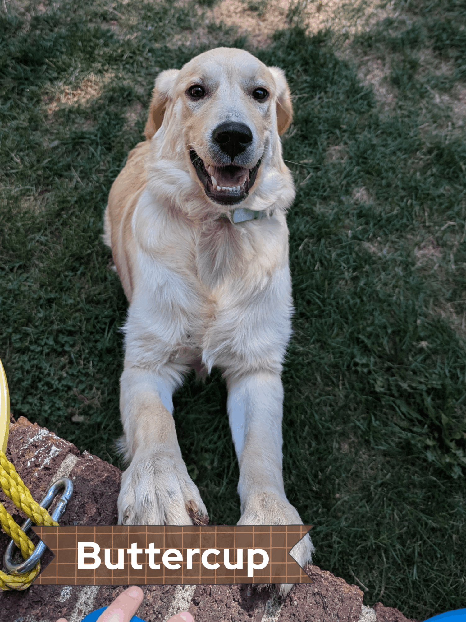 Golden retriever puppy outdoors, looking up with mouth open, grass background, person holding leash, text 'Buttercup' at bottom.
