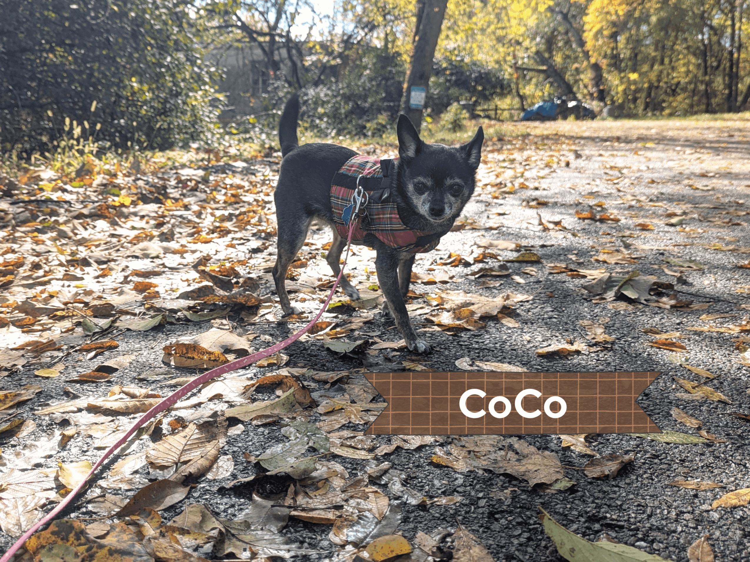 Small black dog with a harness standing on a leaf-covered path in a park during autumn.