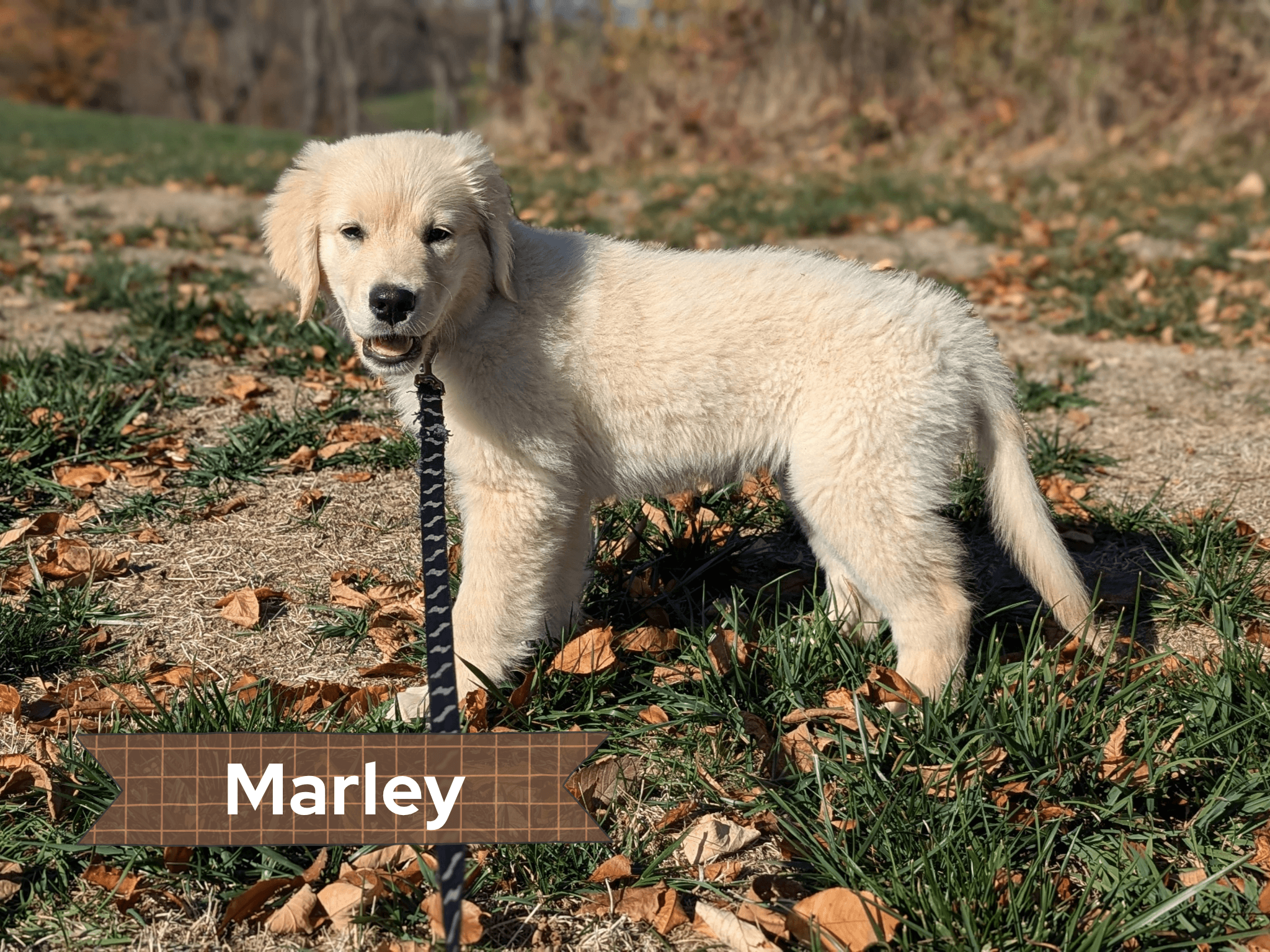 A fluffy white puppy standing outdoors on grass and fallen leaves, with a leash attached to its collar.