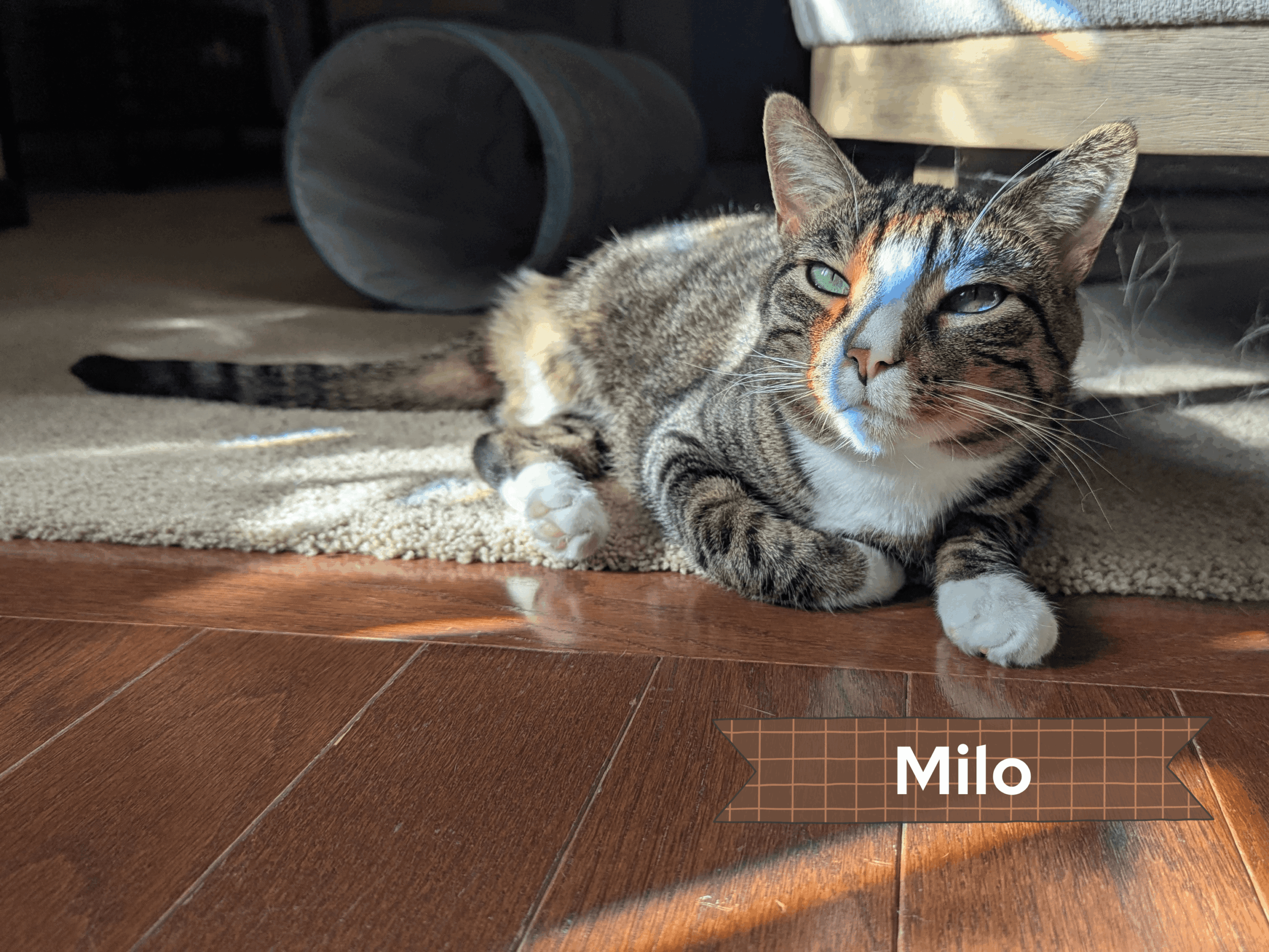 Tabby cat lying on the floor with sunlight on its face, under a piece of furniture, with a label 'Milo'.