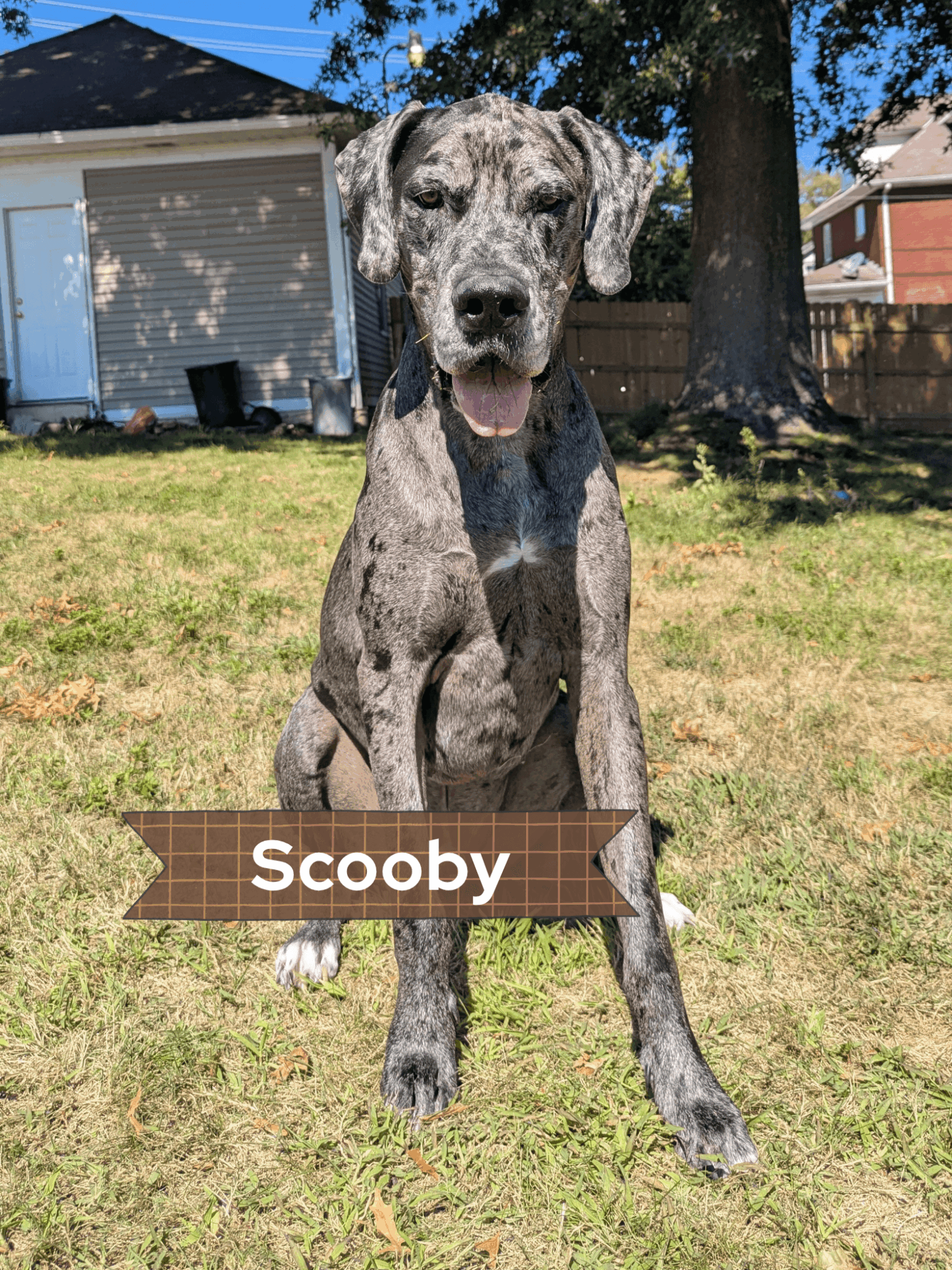 Young dog with a brindle coat sitting on grass outdoors, with a house and trees in the background.