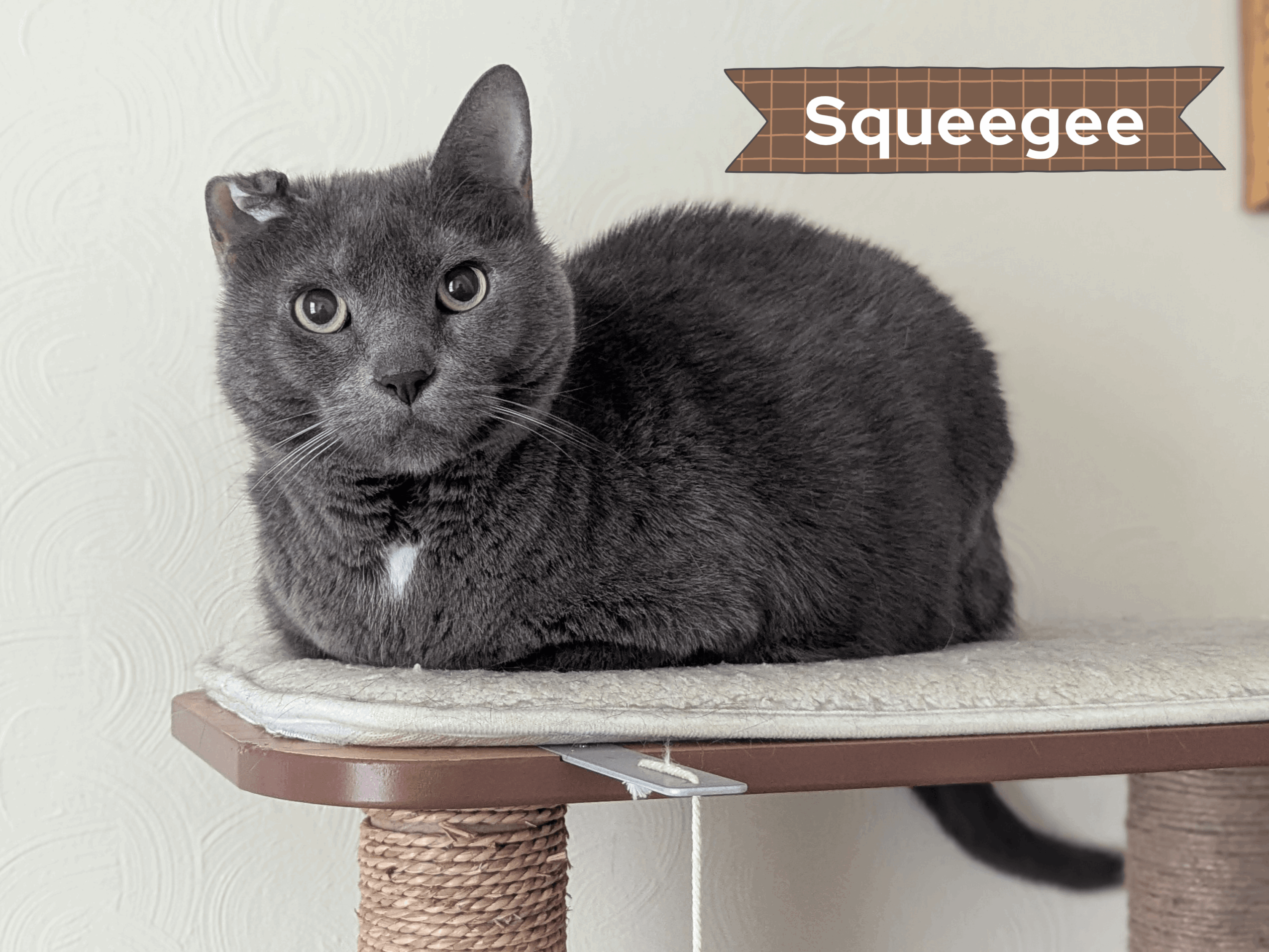 Gray cat lying on a platform with a label reading 'Squeegee' in the top right corner.
