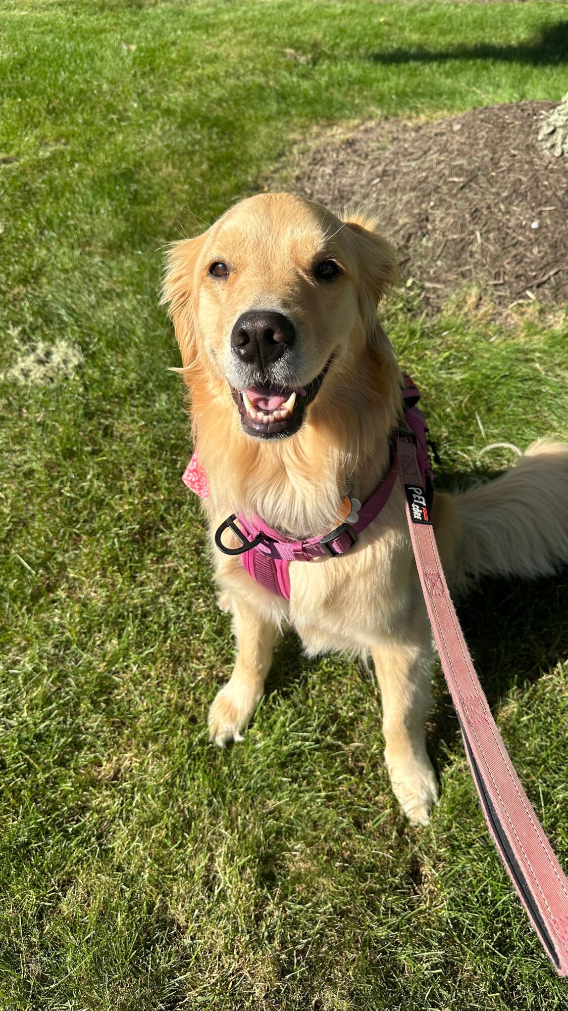 Golden retriever dog with pink harness and leash outdoors on grass, smiling with open mouth.
