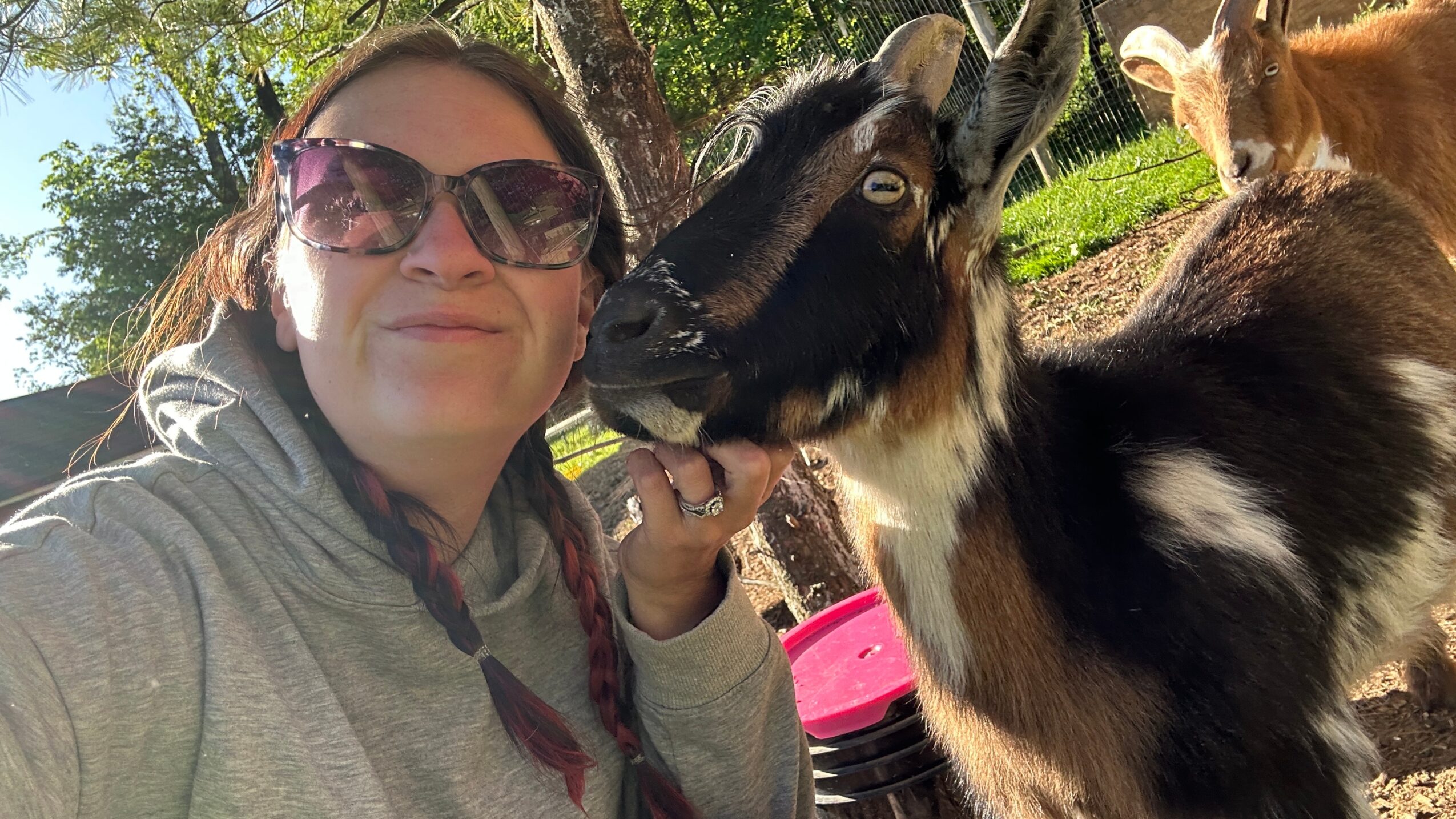 Person wearing sunglasses and gray hoodie outdoors with a black and white goat close to their face.