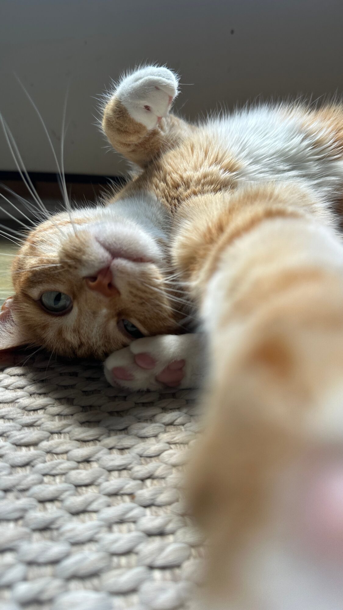 Close-up of an orange and white cat lying on a textured surface, looking at the camera with one paw raised.