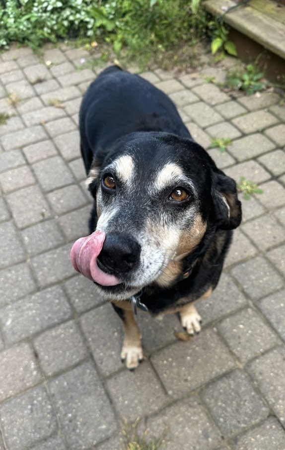 Black and tan dog with pink tongue out, standing on brick patio, looking up at camera.