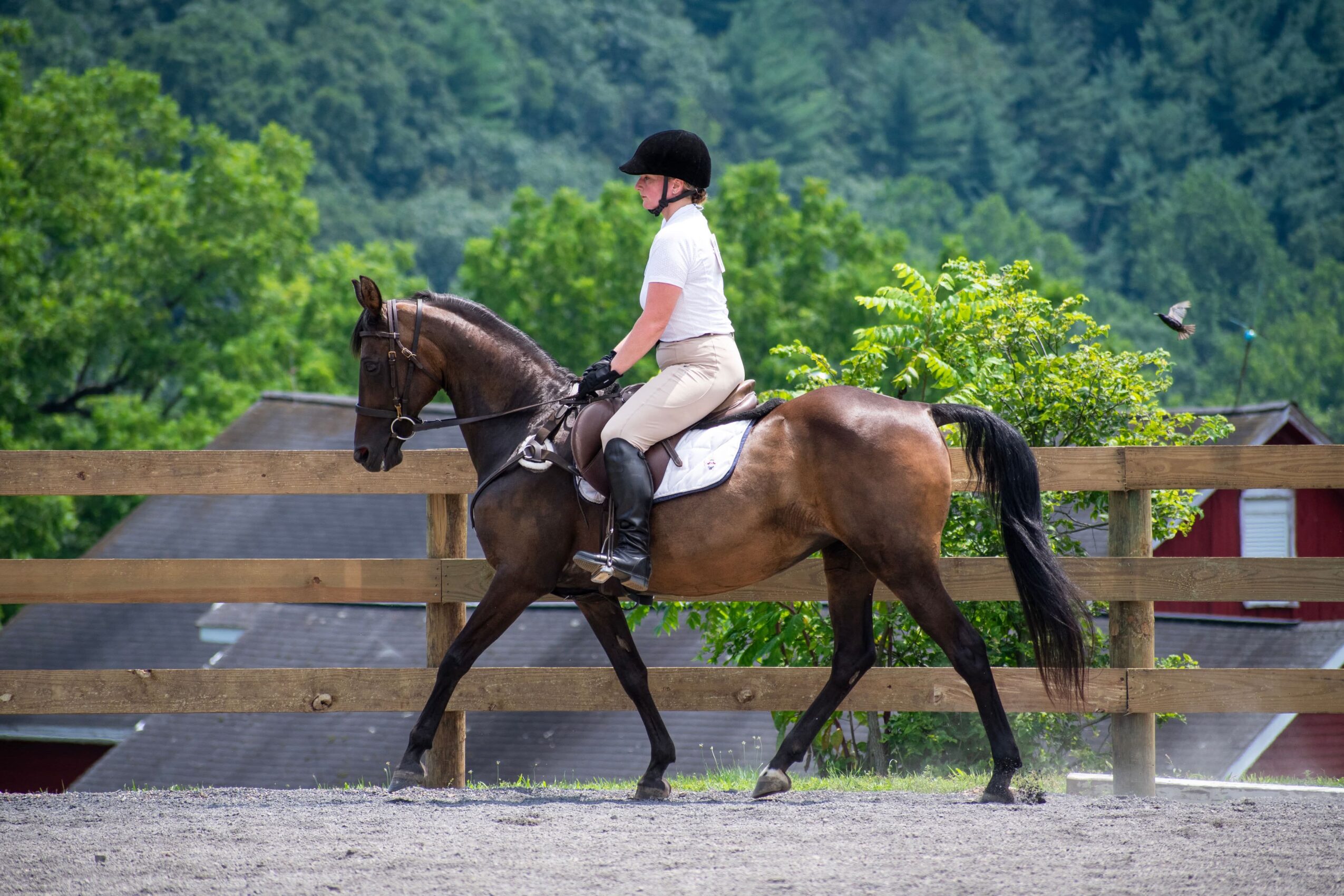 Person riding a horse outdoors with trees and buildings in the background.