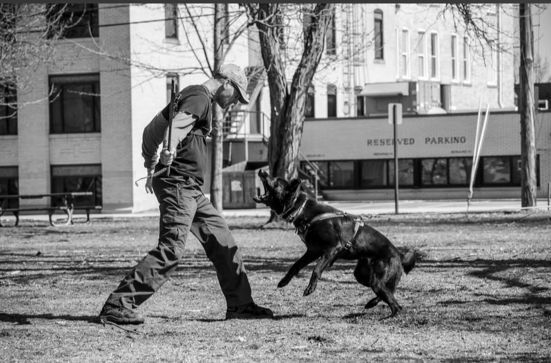 Person and dog engaged in training or play outdoors in a park, with trees and buildings in background.