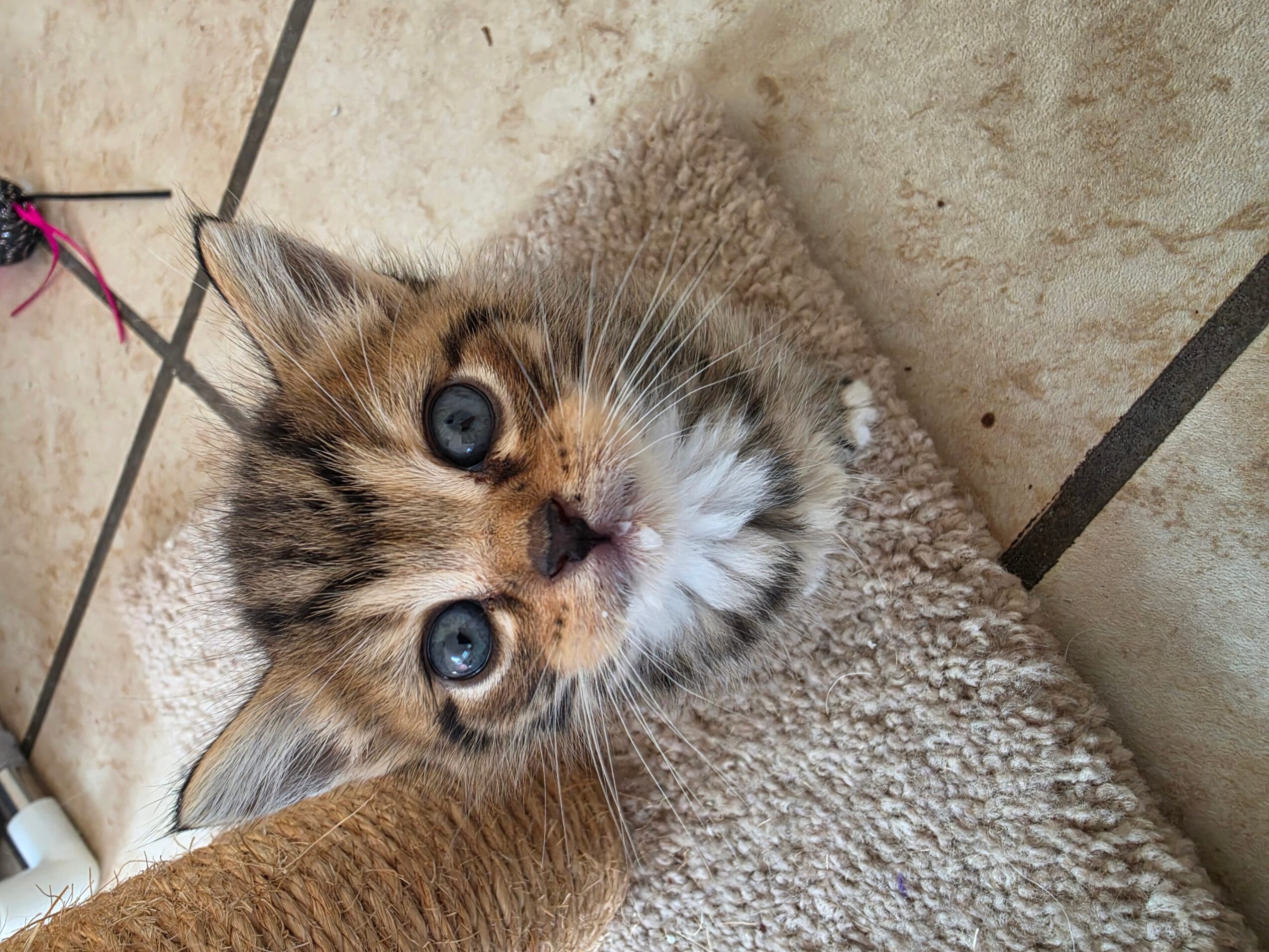 Young tabby kitten with blue eyes lying on a soft, beige surface, looking up at the camera.