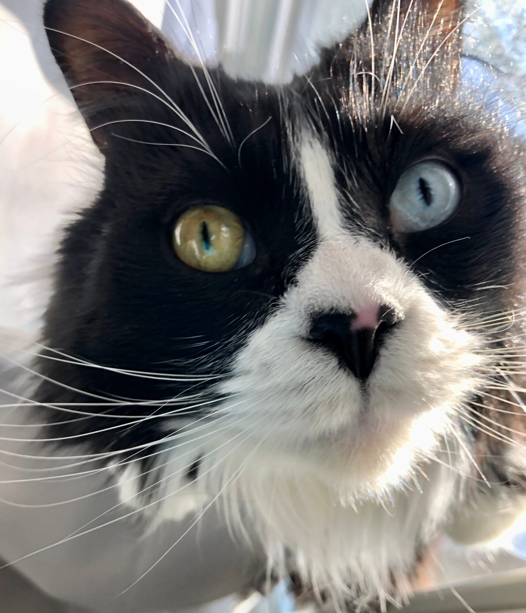Close-up of a black and white cat with heterochromatic eyes, one yellow and one blue, looking directly at the camera.