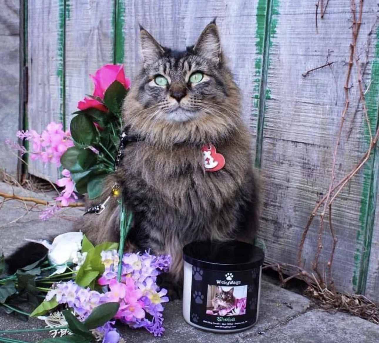 Long-haired tabby cat with green eyes sitting outdoors near flowers and a black container, against a wooden fence.