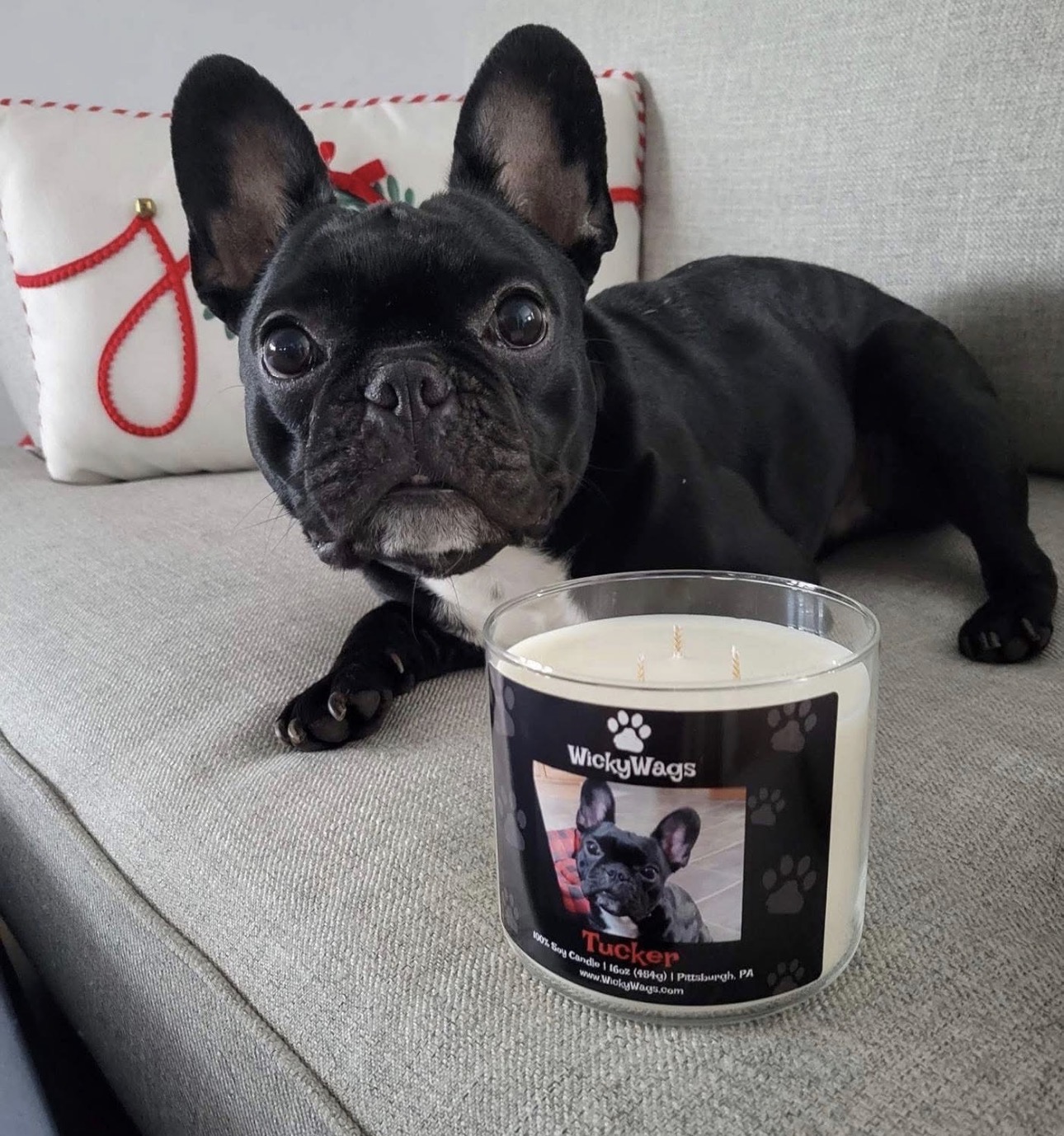 Black French Bulldog lying on a sofa next to a candle with a dog-themed label, in a cozy indoor setting.