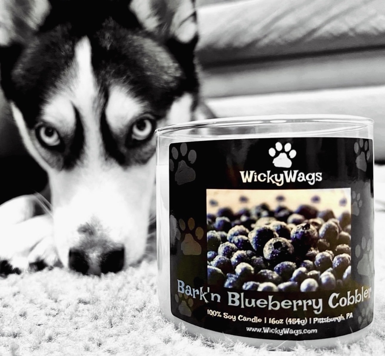 Husky dog with blue eyes looking at blueberry cobbler candle on a surface.