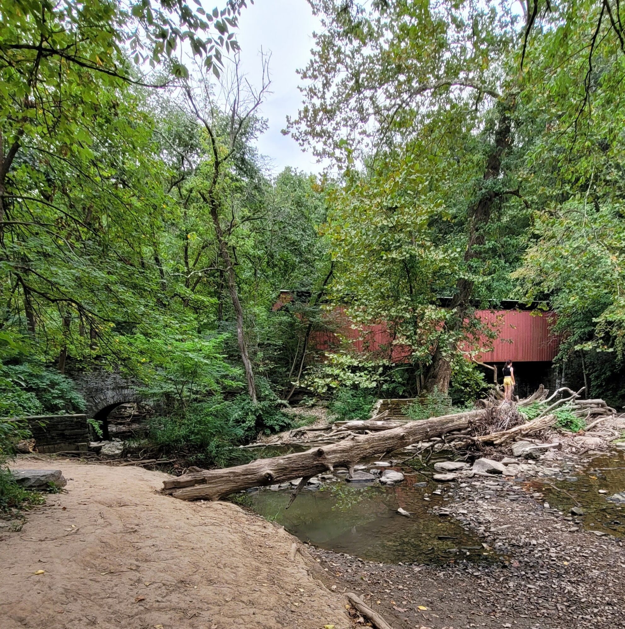 A wooded area with a dirt path, fallen logs, and a small stream, with a red covered bridge in the background.