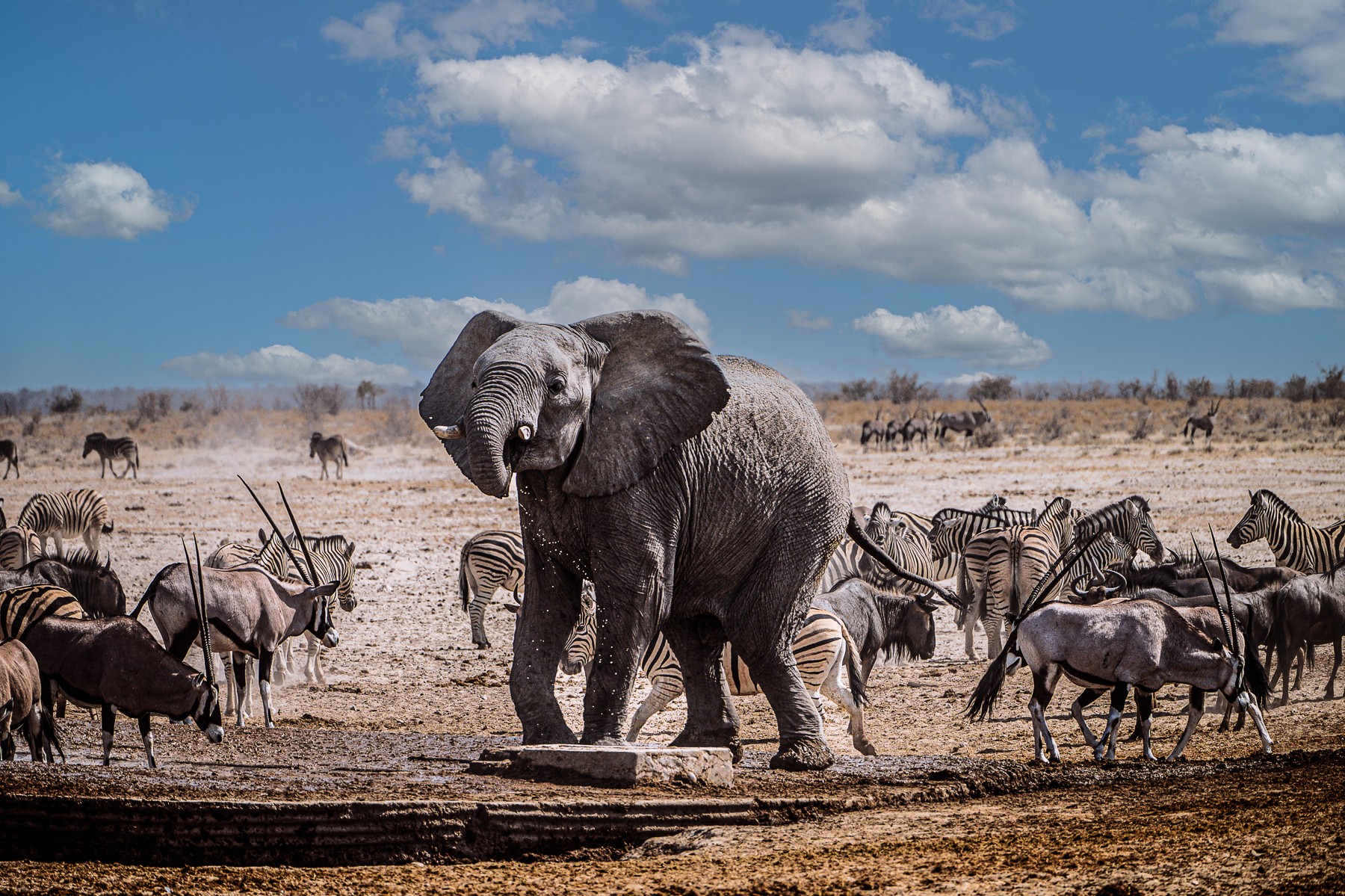 Elephant standing in a dry landscape with zebras and wildebeests in the background under a partly cloudy sky.