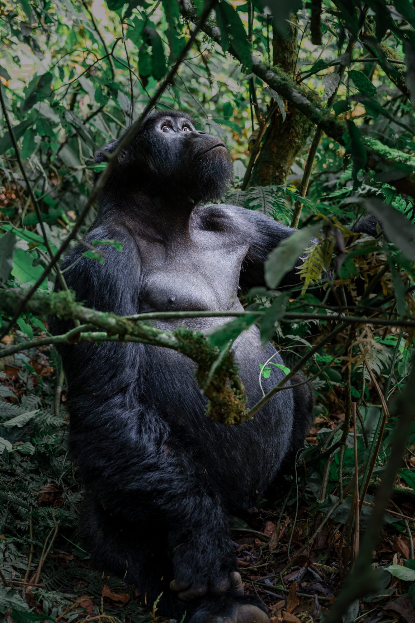 Young gorilla among dense green foliage, looking upward with one arm resting on a branch.