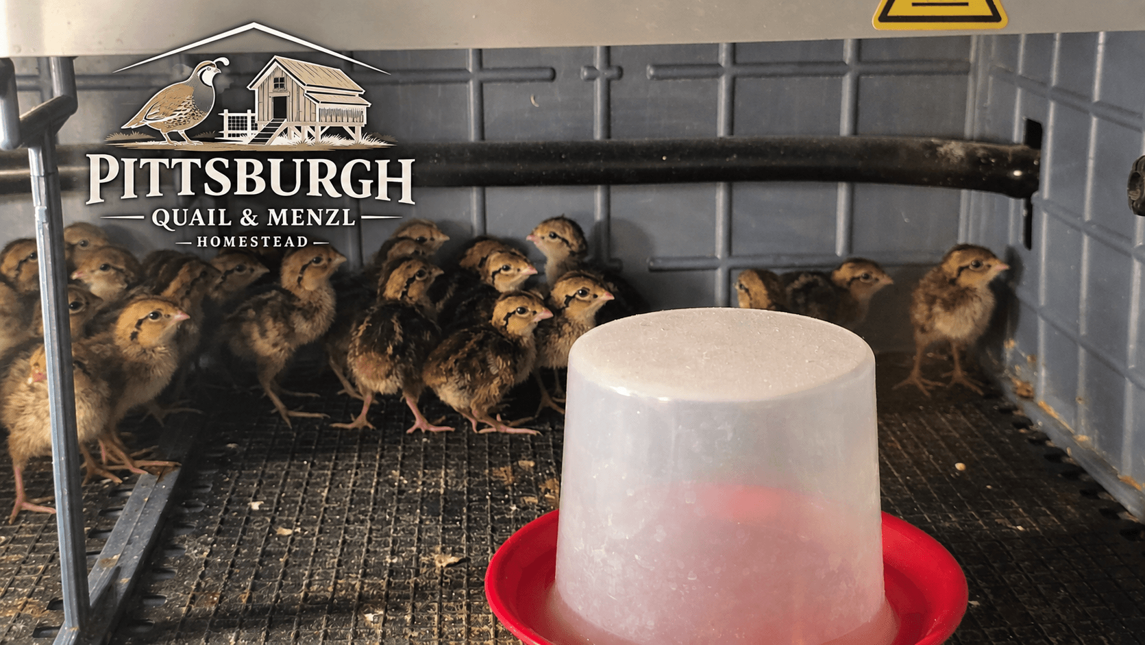 Group of ducklings inside a metal enclosure with a water dispenser, some standing and some sitting.