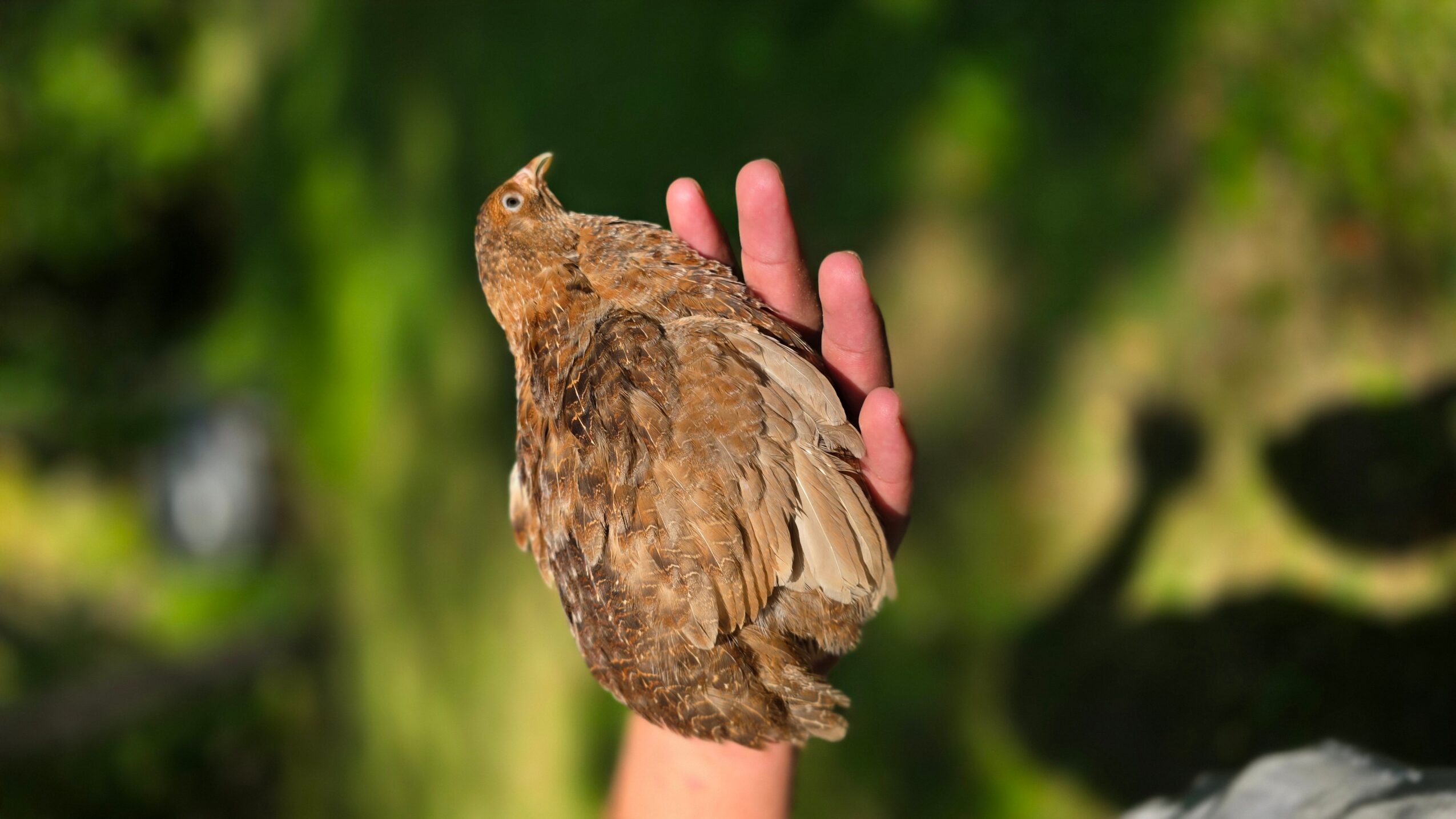 Person holding a brown bird with a rounded body and small head against a green blurred background.