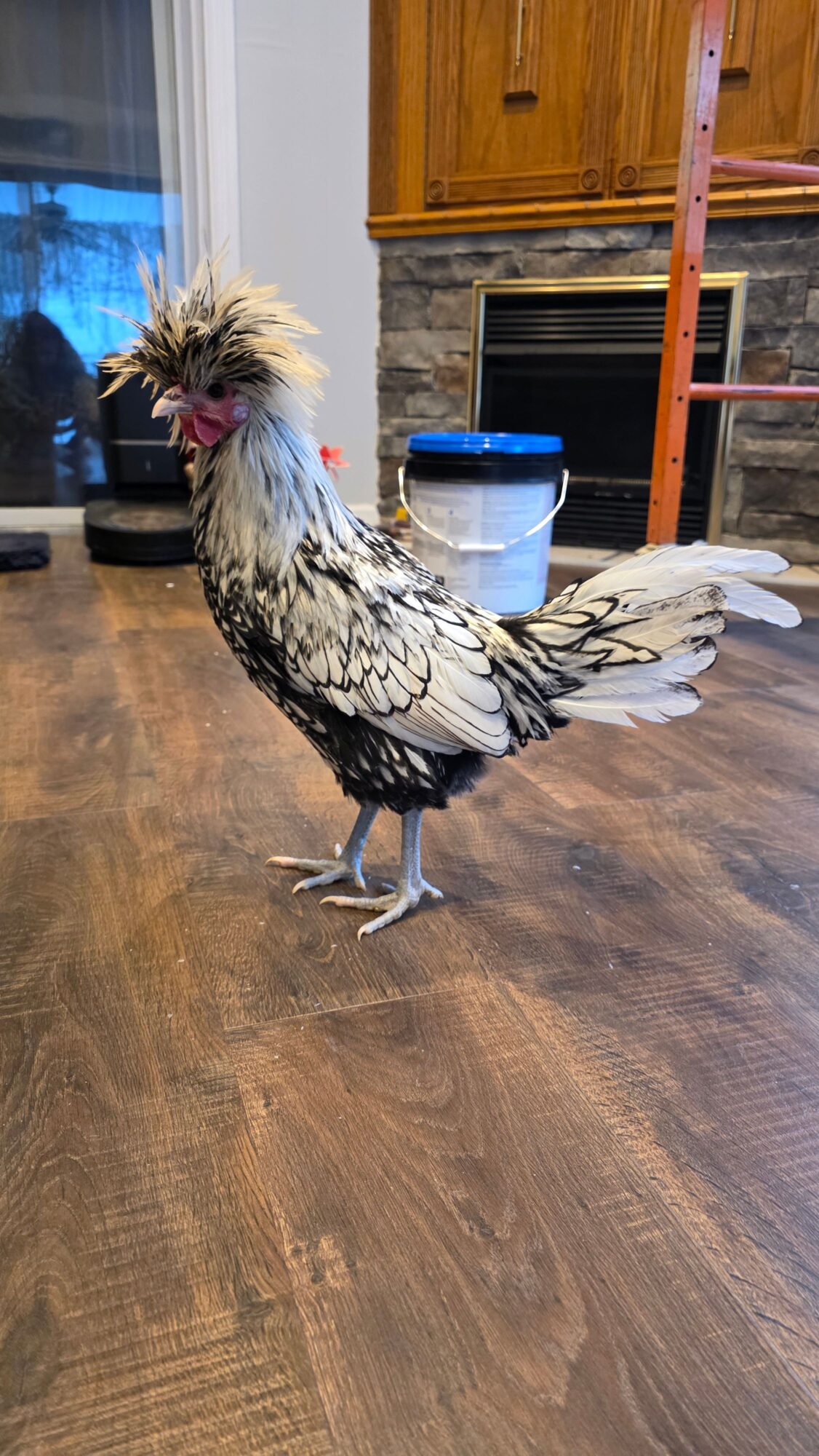 A rooster with white, black, and gray feathers standing on a wooden floor indoors.